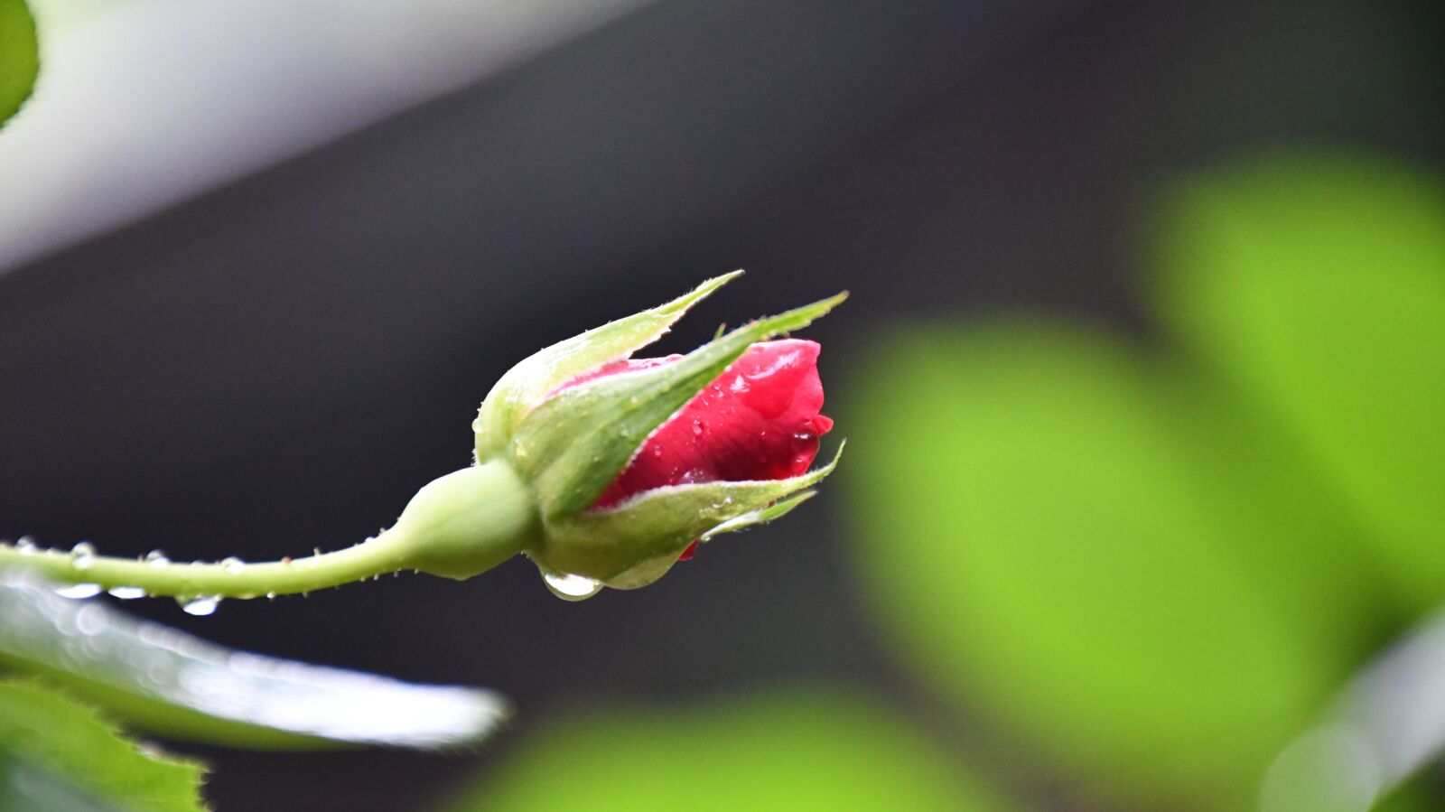 Nikon D7500 sample photo. Flower, rose, bud photography