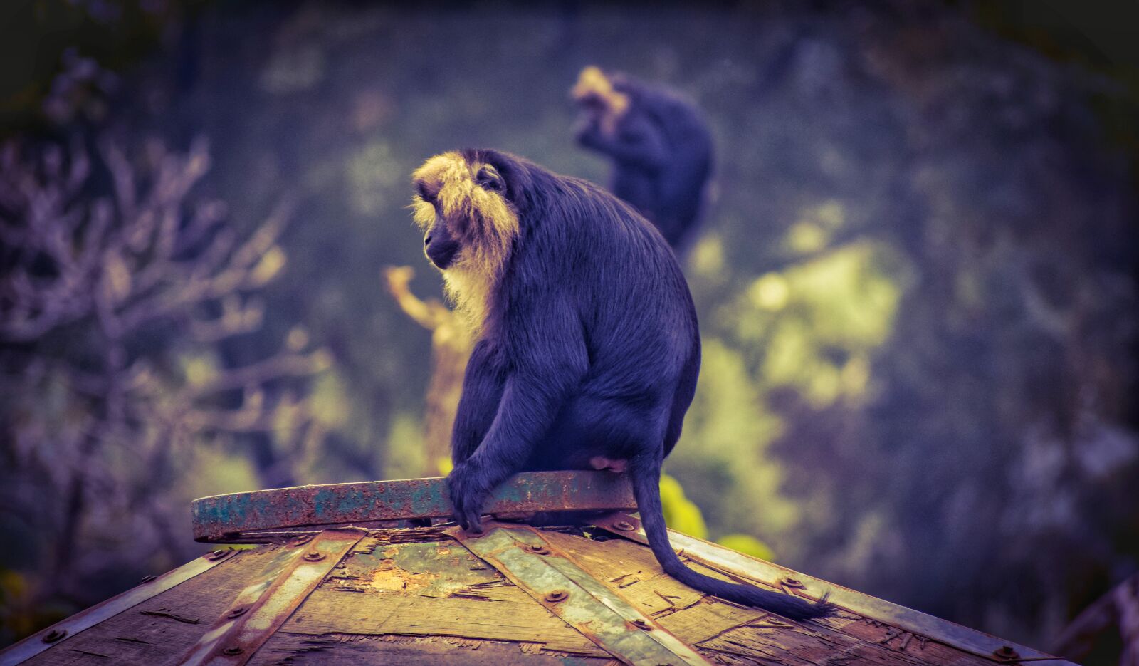Nikon D5300 sample photo. Monkey, indian monkey, wildlife photography