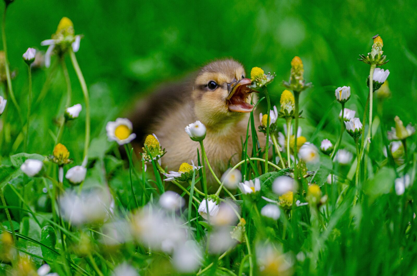 Nikon D7000 sample photo. Duckling, duck, baby photography