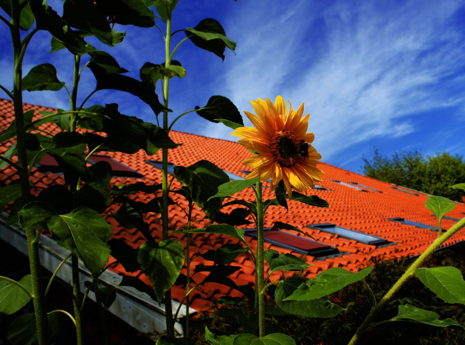 Sony Alpha DSLR-A900 sample photo. Summer, sunflower, fehnhaus photography
