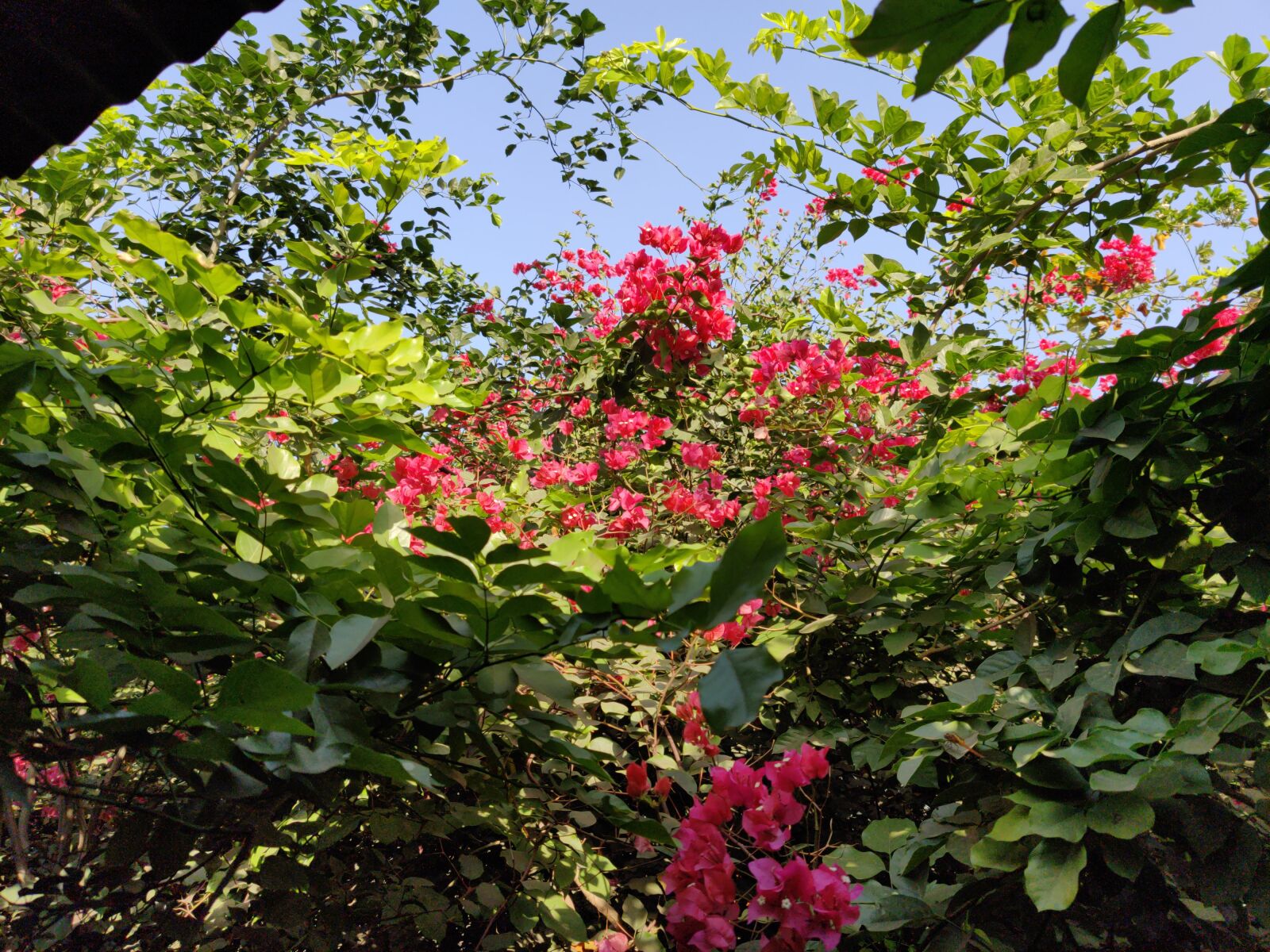 OnePlus HD1901 sample photo. Nature, flower, beautiful pic photography