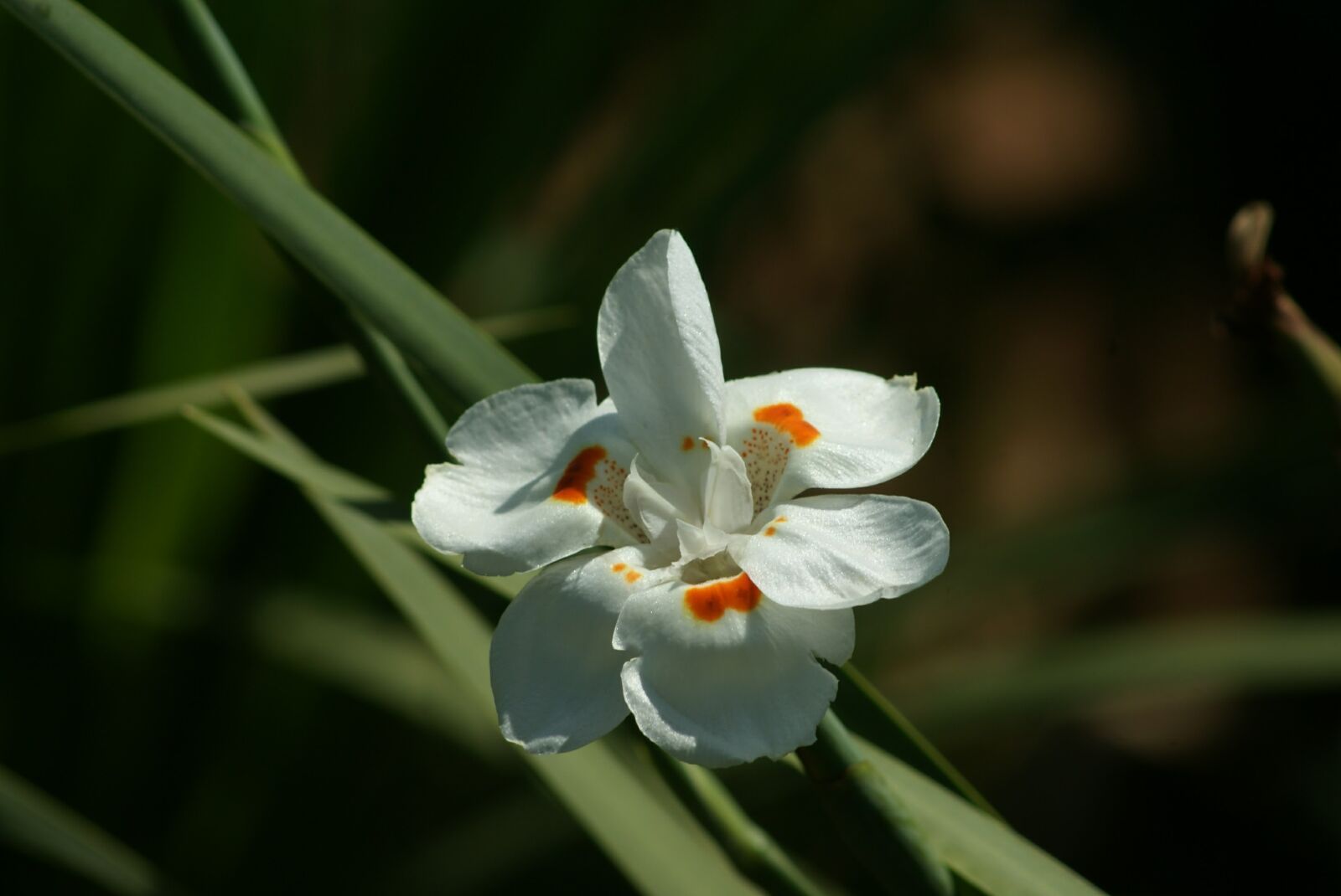Sony Alpha DSLR-A300 sample photo. Nature, flower, garden photography