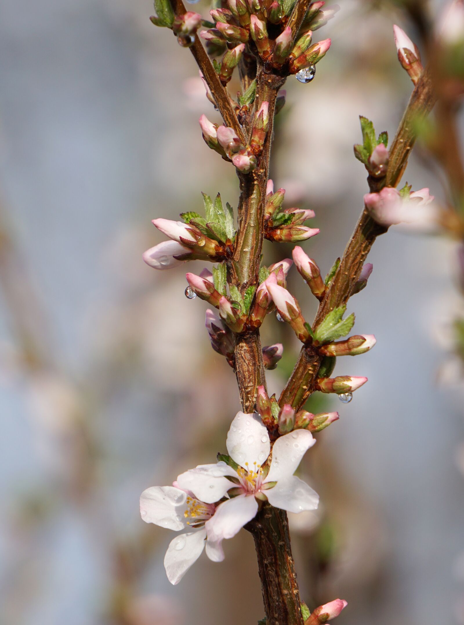 Sony a6000 sample photo. Nature, flower, tree photography
