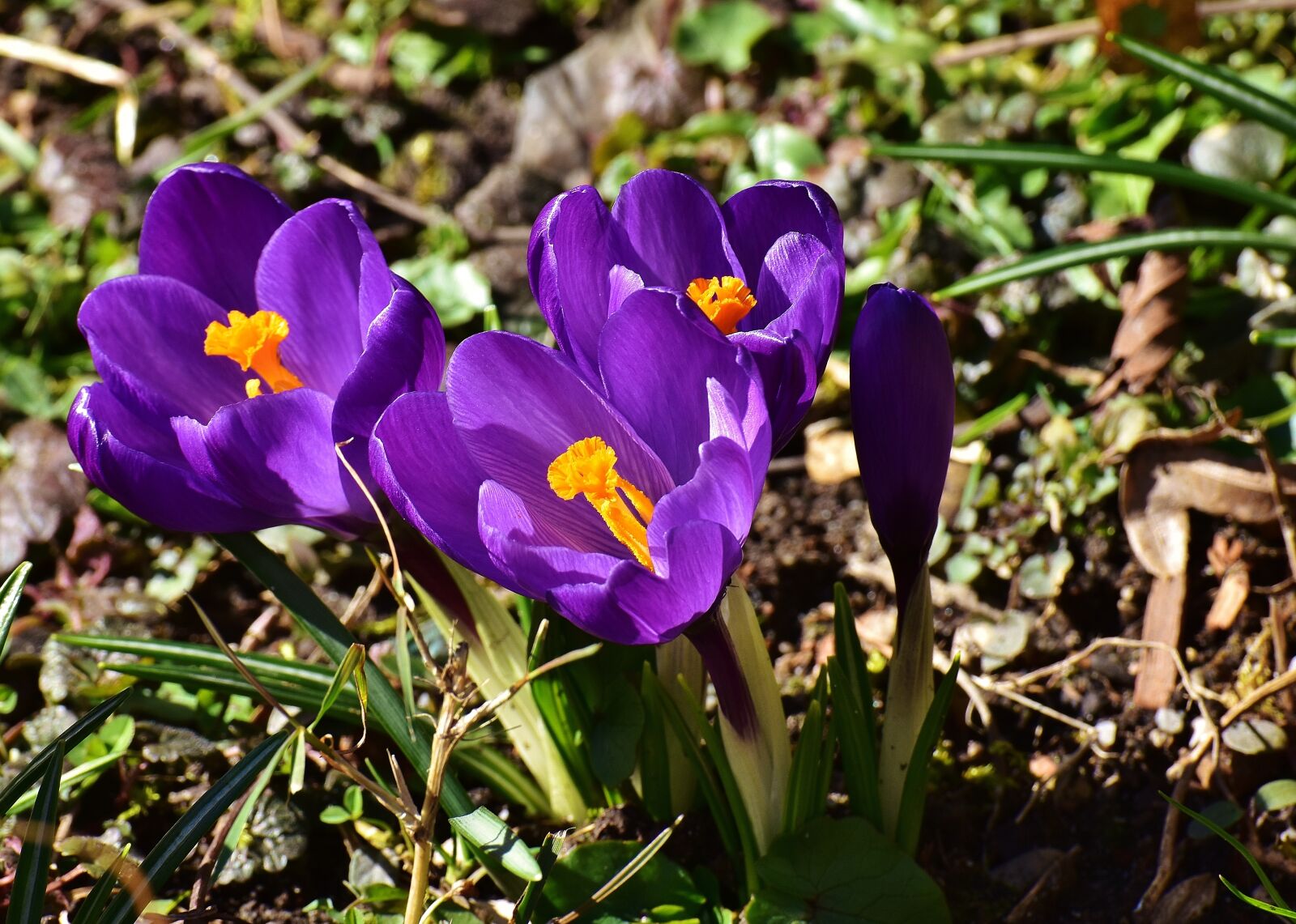 Nikon D7200 sample photo. Crocus, flower, spring photography