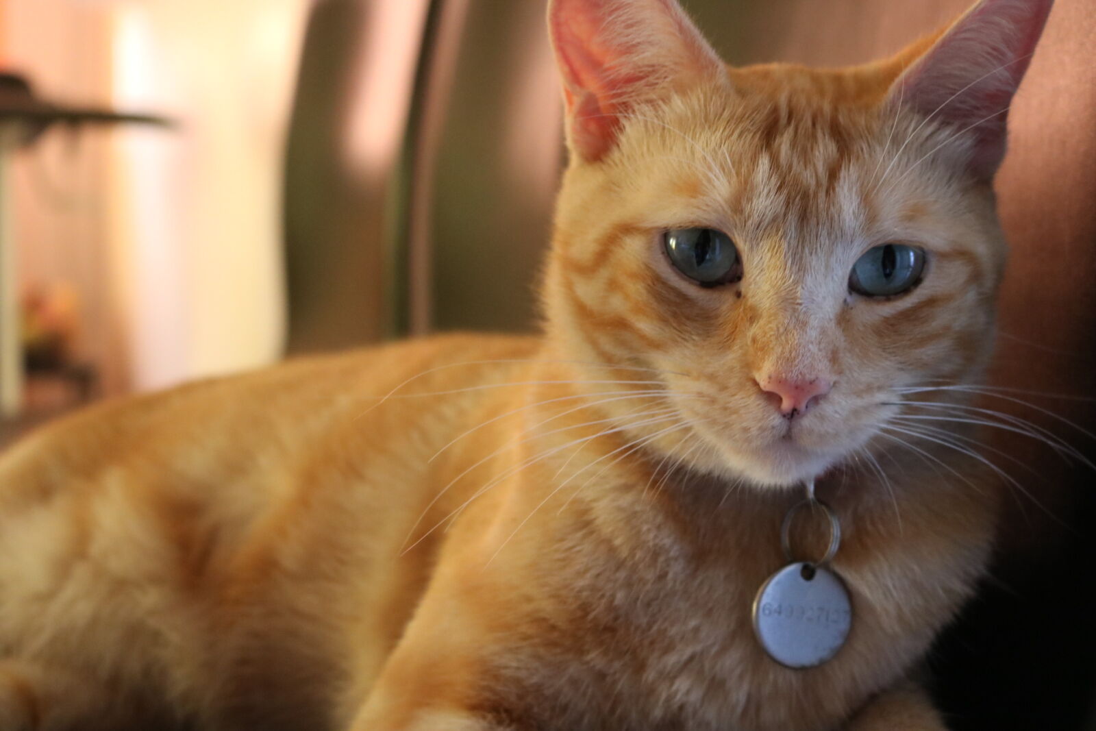 Canon EOS 750D (EOS Rebel T6i / EOS Kiss X8i) sample photo. Animal, animal, photography, blue photography