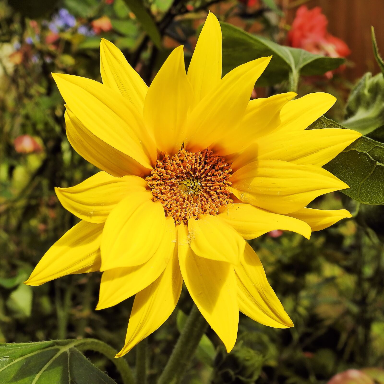 Nikon Coolpix P900 sample photo. Sunflower, helianthus jerusalem artichokes photography