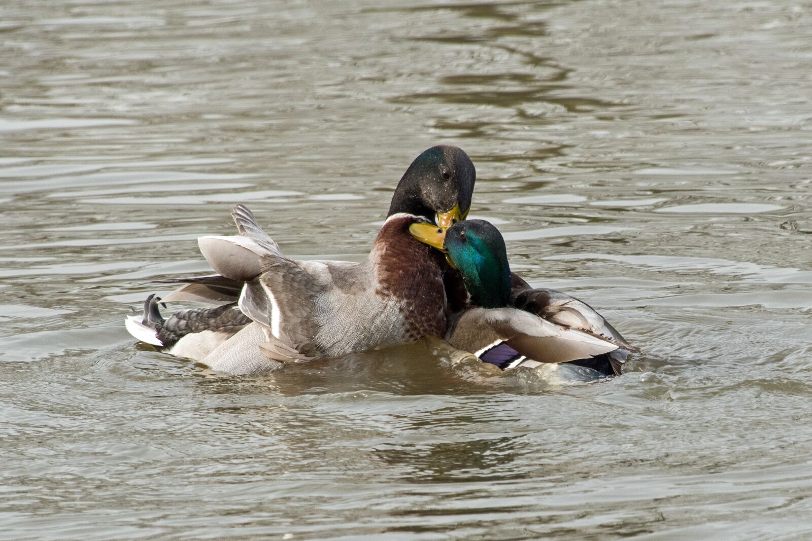Nikon D500 sample photo. Duck, mallard, fight photography