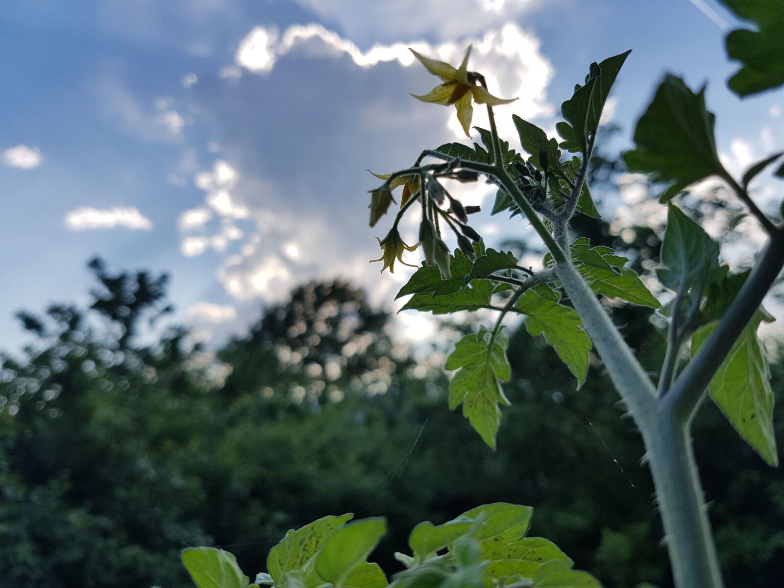 Samsung Galaxy S7 Edge sample photo. Blue, sky, cloud, mothernature photography