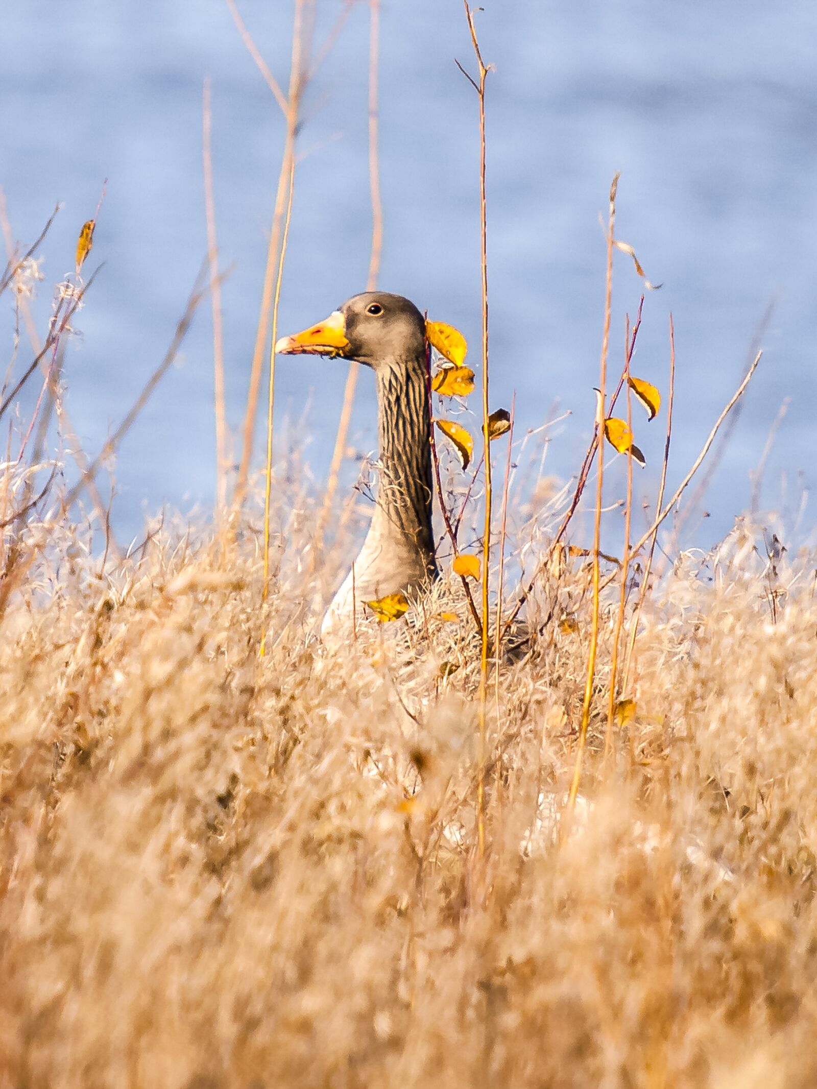 Olympus E-3 sample photo. Goose, geese, greylag goose photography
