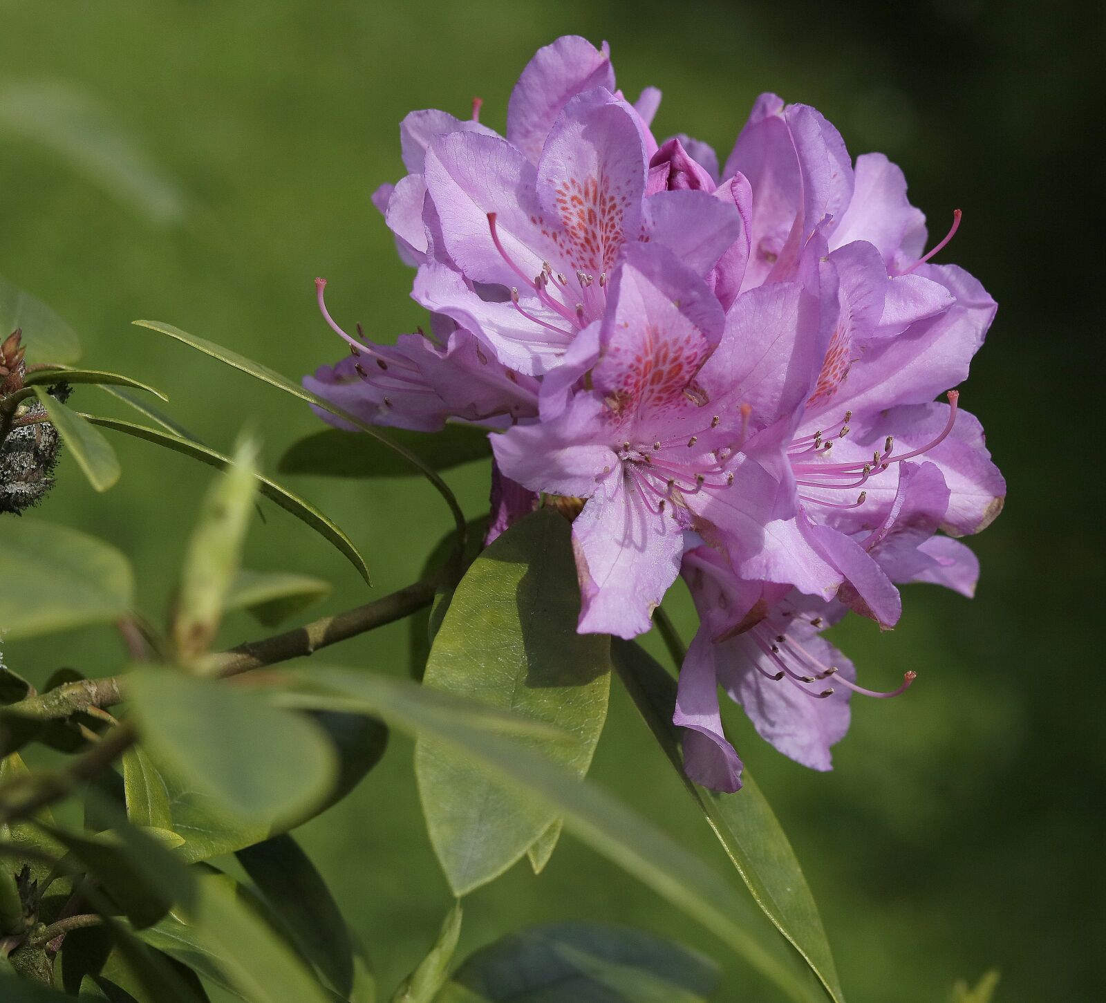 Canon EOS 750D (EOS Rebel T6i / EOS Kiss X8i) sample photo. Garden, flower, pink photography