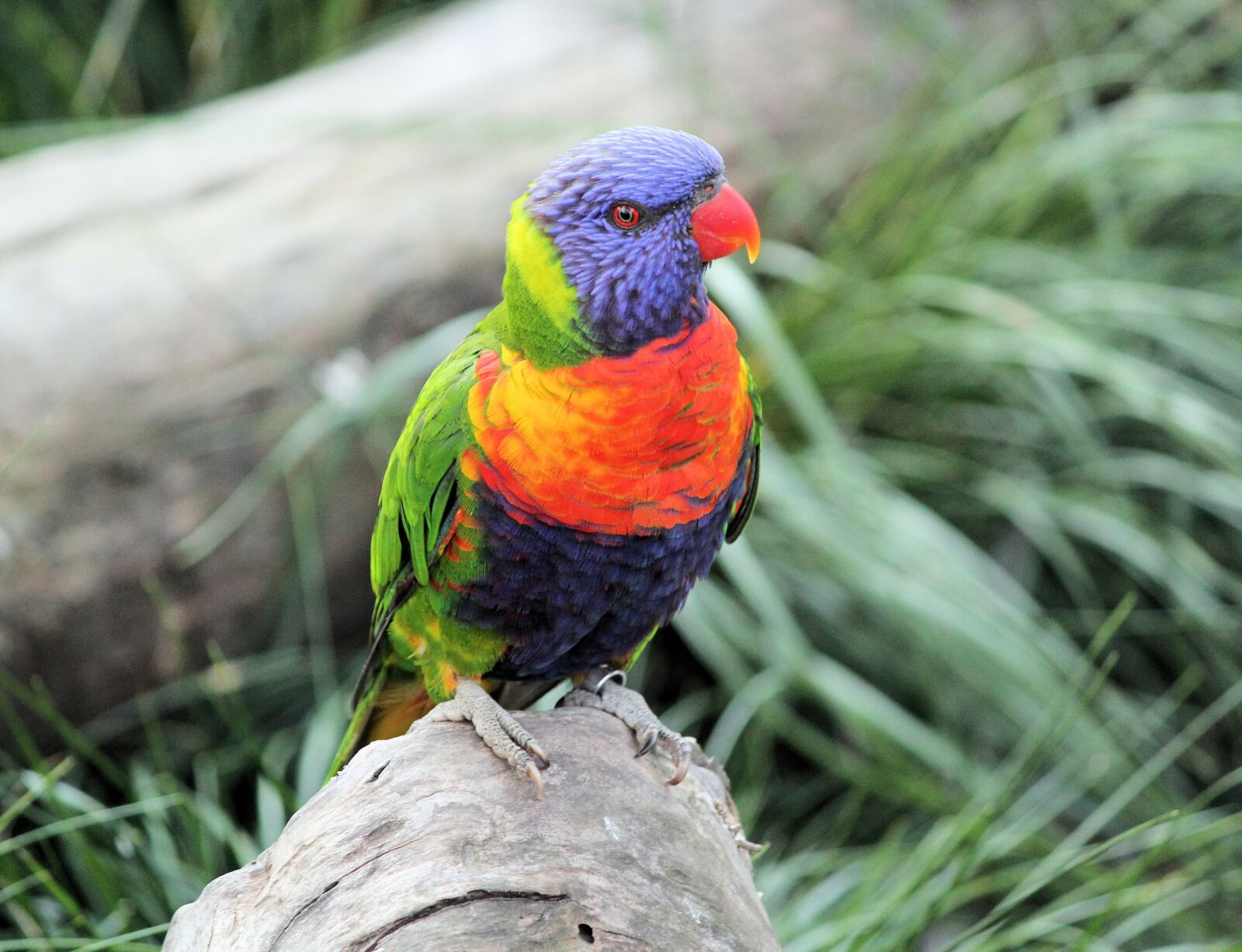 Canon EOS 550D (EOS Rebel T2i / EOS Kiss X4) sample photo. Lori, parrot, bird photography