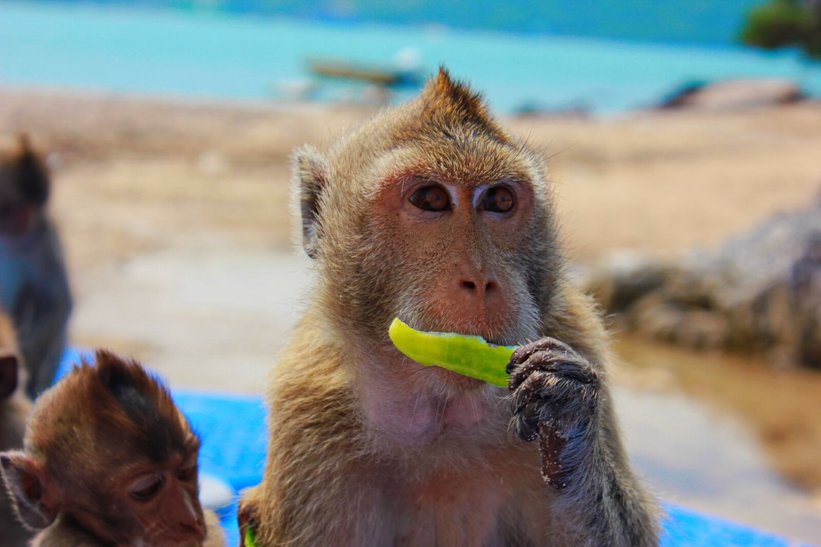 Canon EOS 550D (EOS Rebel T2i / EOS Kiss X4) sample photo. Monkey, toque, view photography