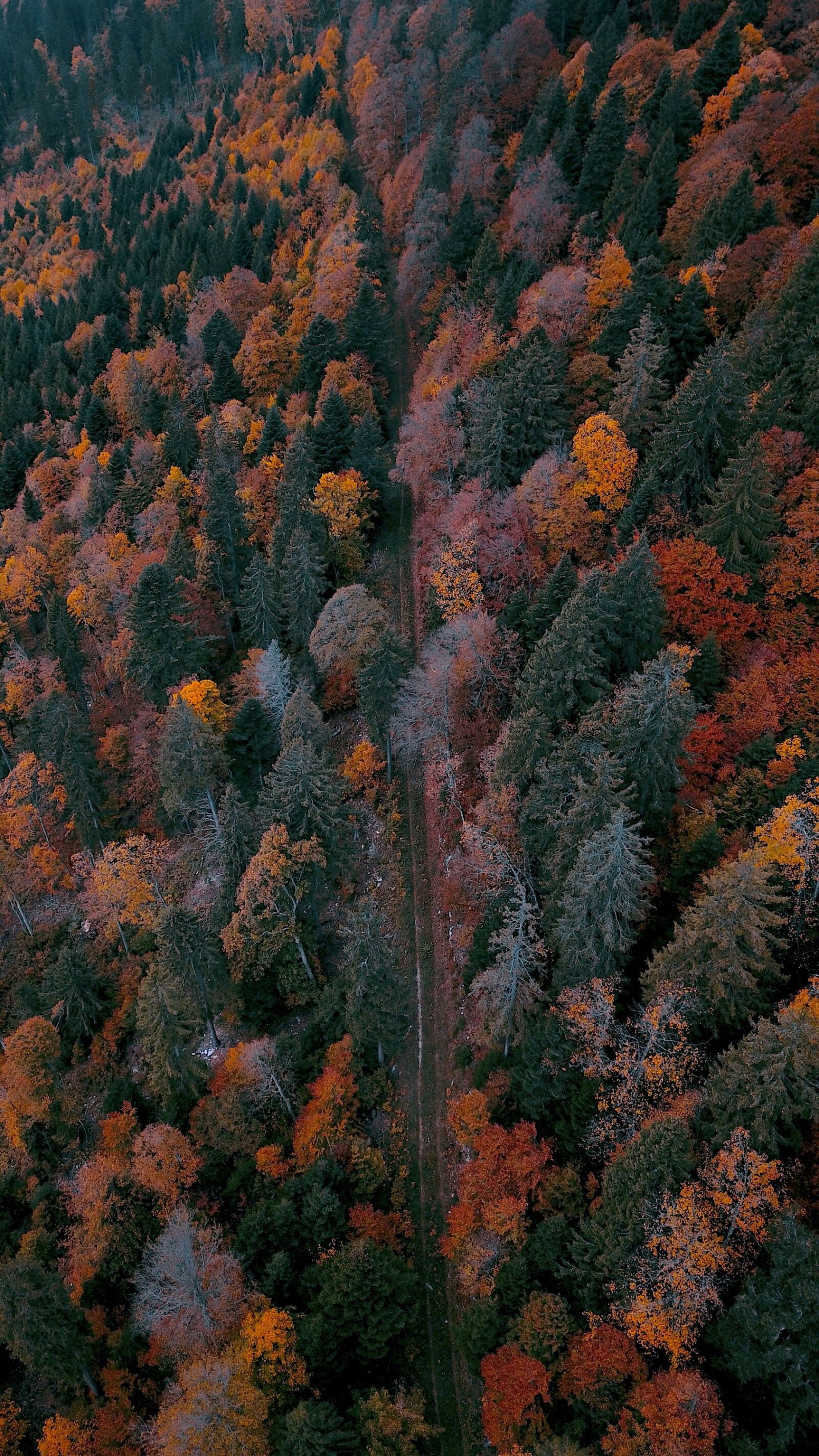 DJI FC220 sample photo. Forest, color, red photography