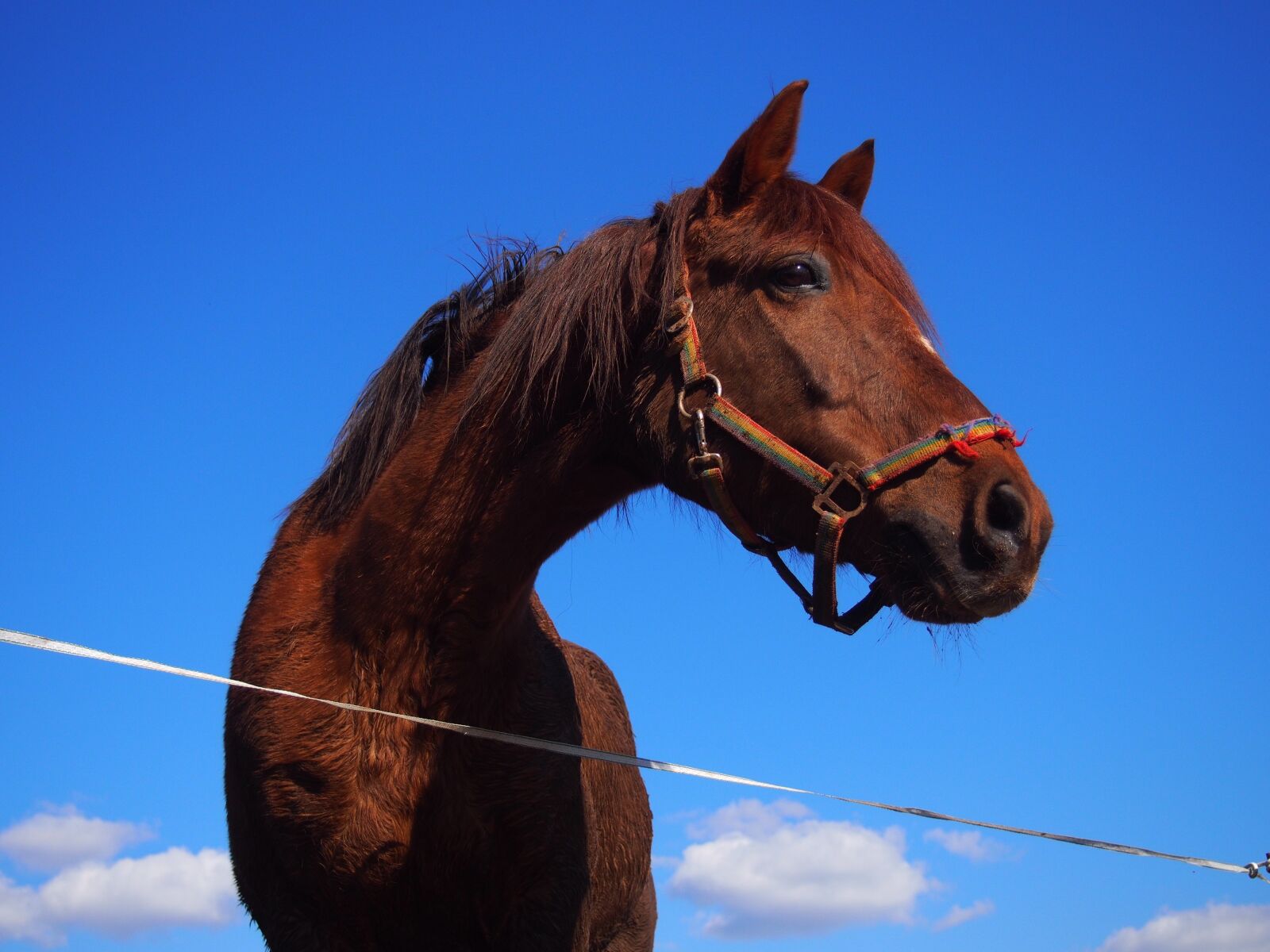 Olympus PEN E-PL5 sample photo. Horse, arabs, quarterhorse photography