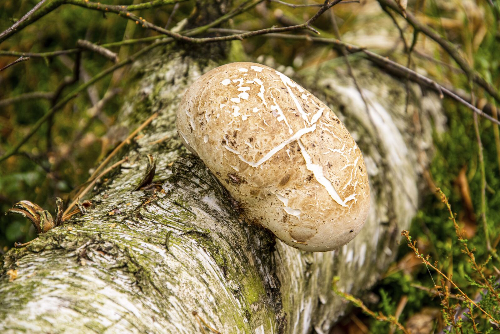 Nikon D5300 sample photo. Mushrooms, poisonous mushrooms, edible photography