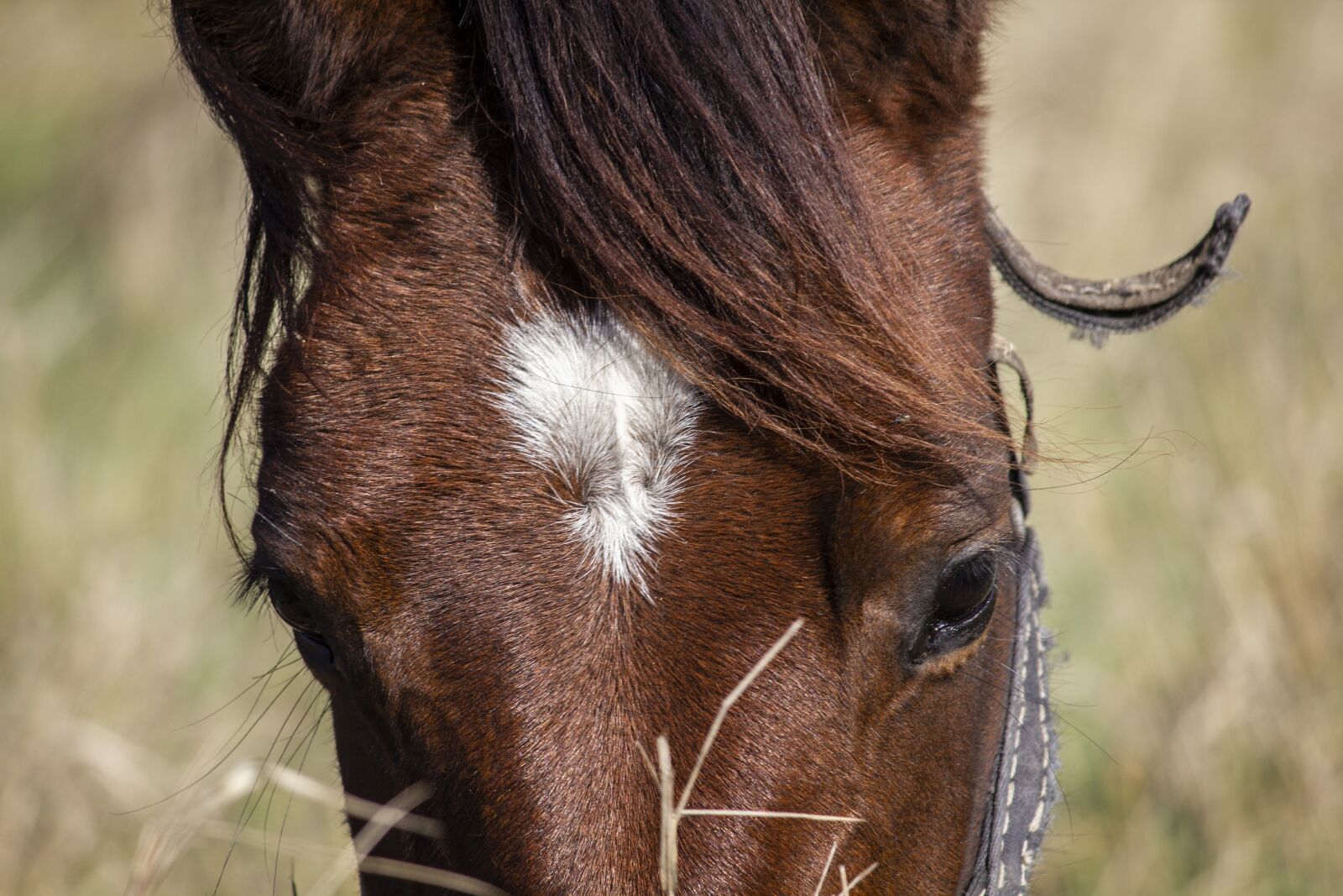 Canon EOS 550D (EOS Rebel T2i / EOS Kiss X4) sample photo. Horse, foal, autumn photography