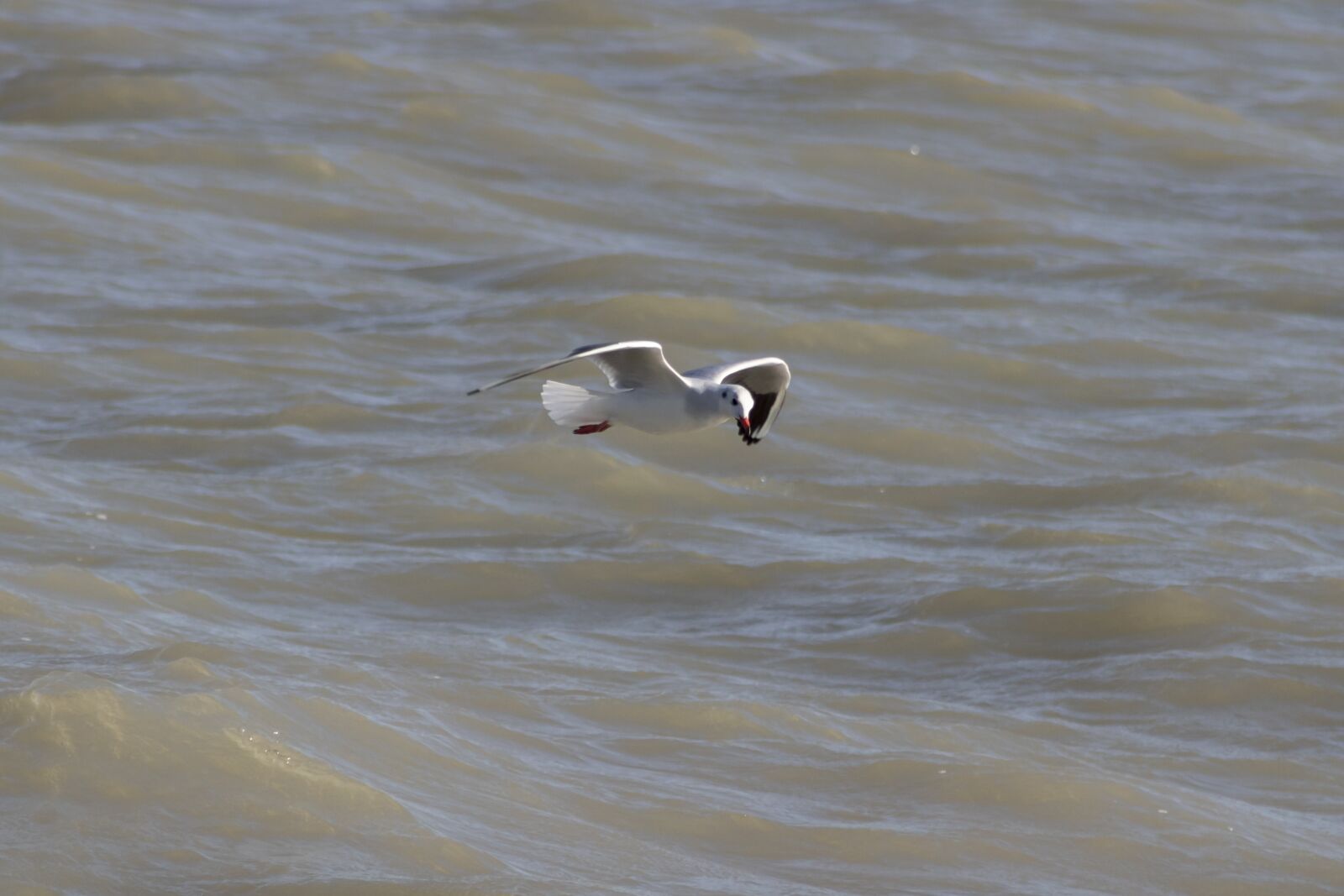 Canon EF75-300mm f/4-5.6 sample photo. Seagull, bird, water bird photography