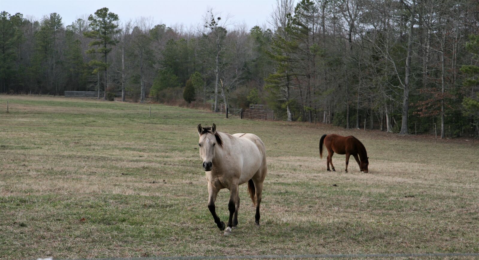 Canon EOS 400D (EOS Digital Rebel XTi / EOS Kiss Digital X) sample photo. Horses, pasture, ranch photography