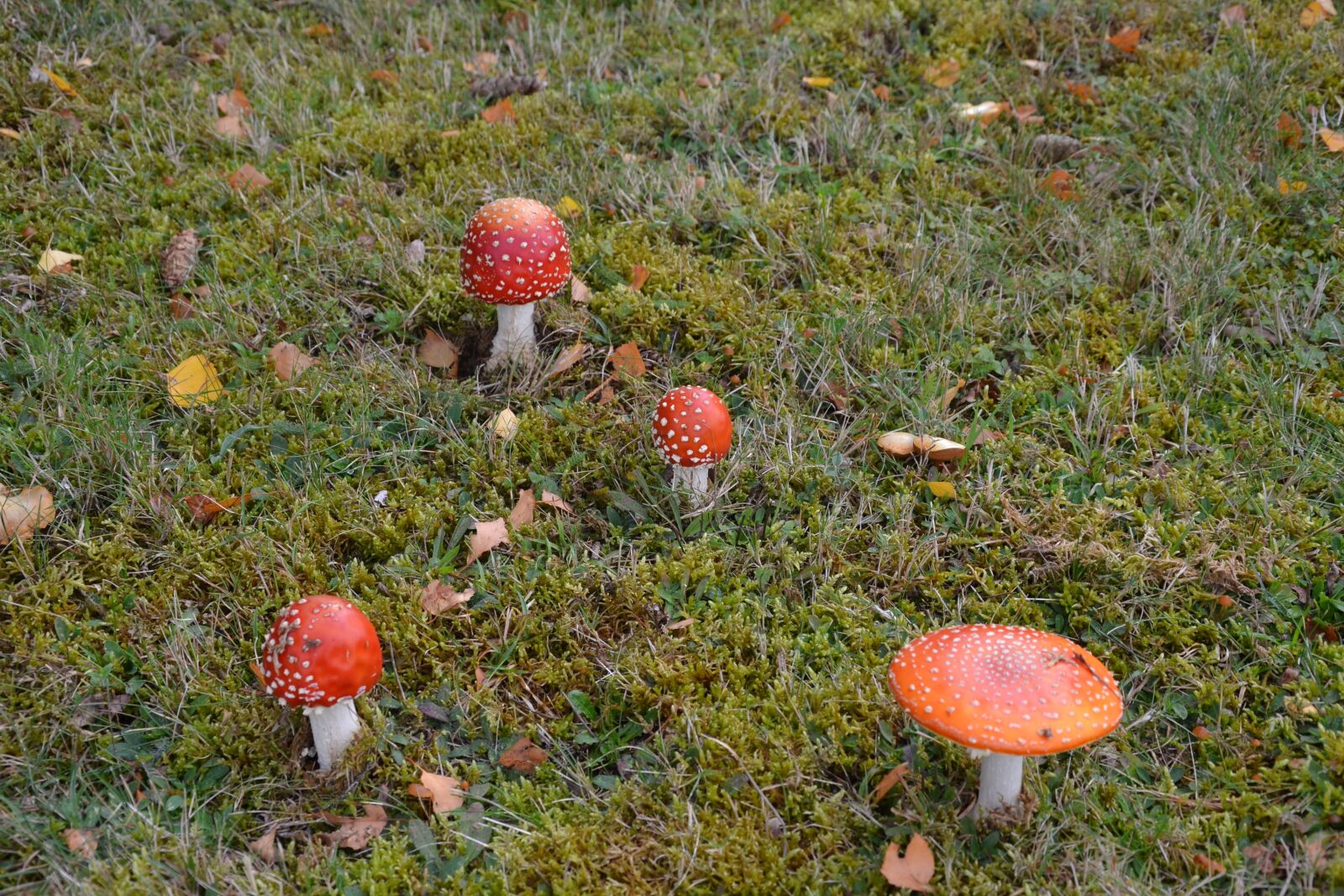 Nikon D3100 sample photo. Fungus, grass, nature photography