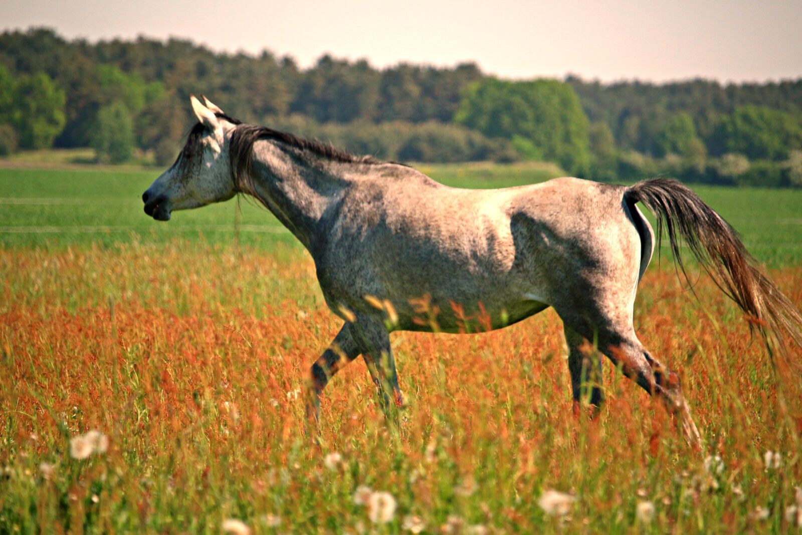 Canon EOS 100D (EOS Rebel SL1 / EOS Kiss X7) sample photo. Horse, thoroughbred arabian, mold photography
