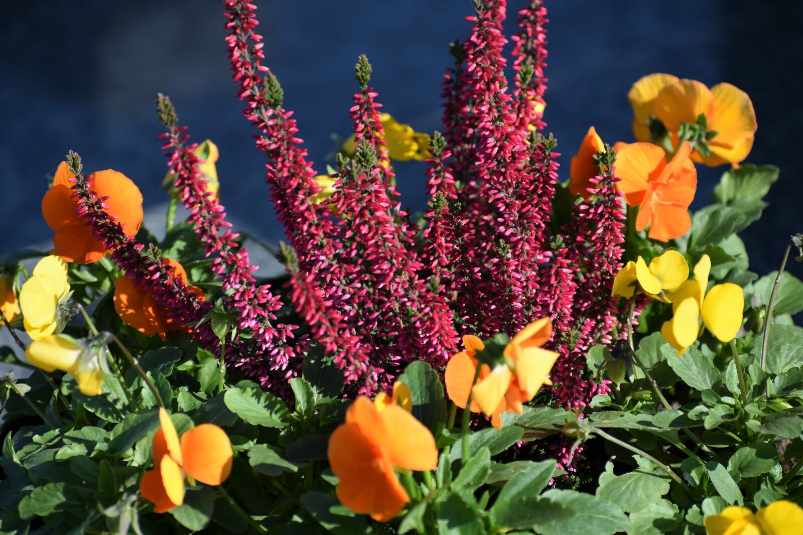Nikon D3300 sample photo. Flower decoration, orange pansy photography