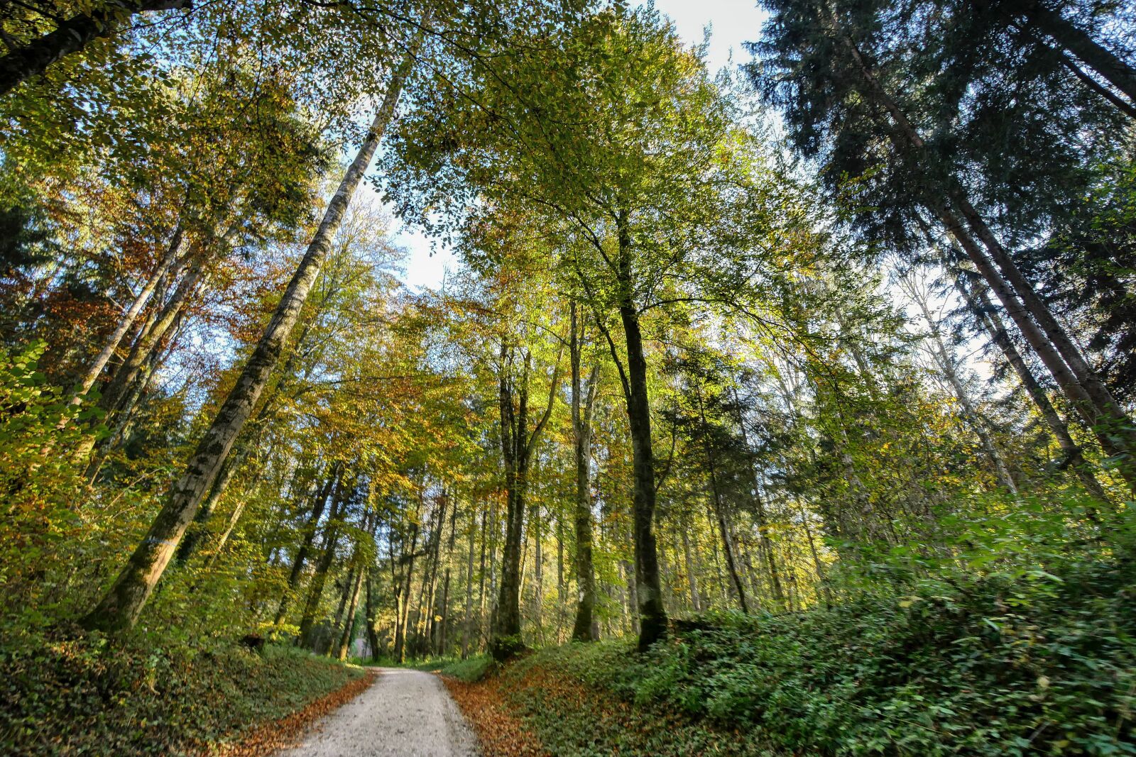 Panasonic Lumix DMC-GX8 sample photo. Forest, away, nature photography