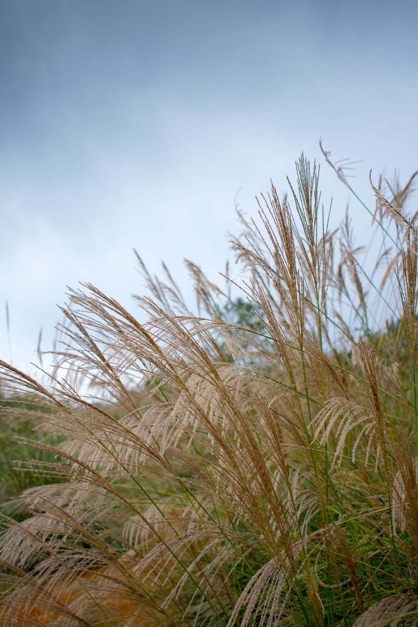 Nikon D3400 sample photo. Pampas grass, pampas grass photography