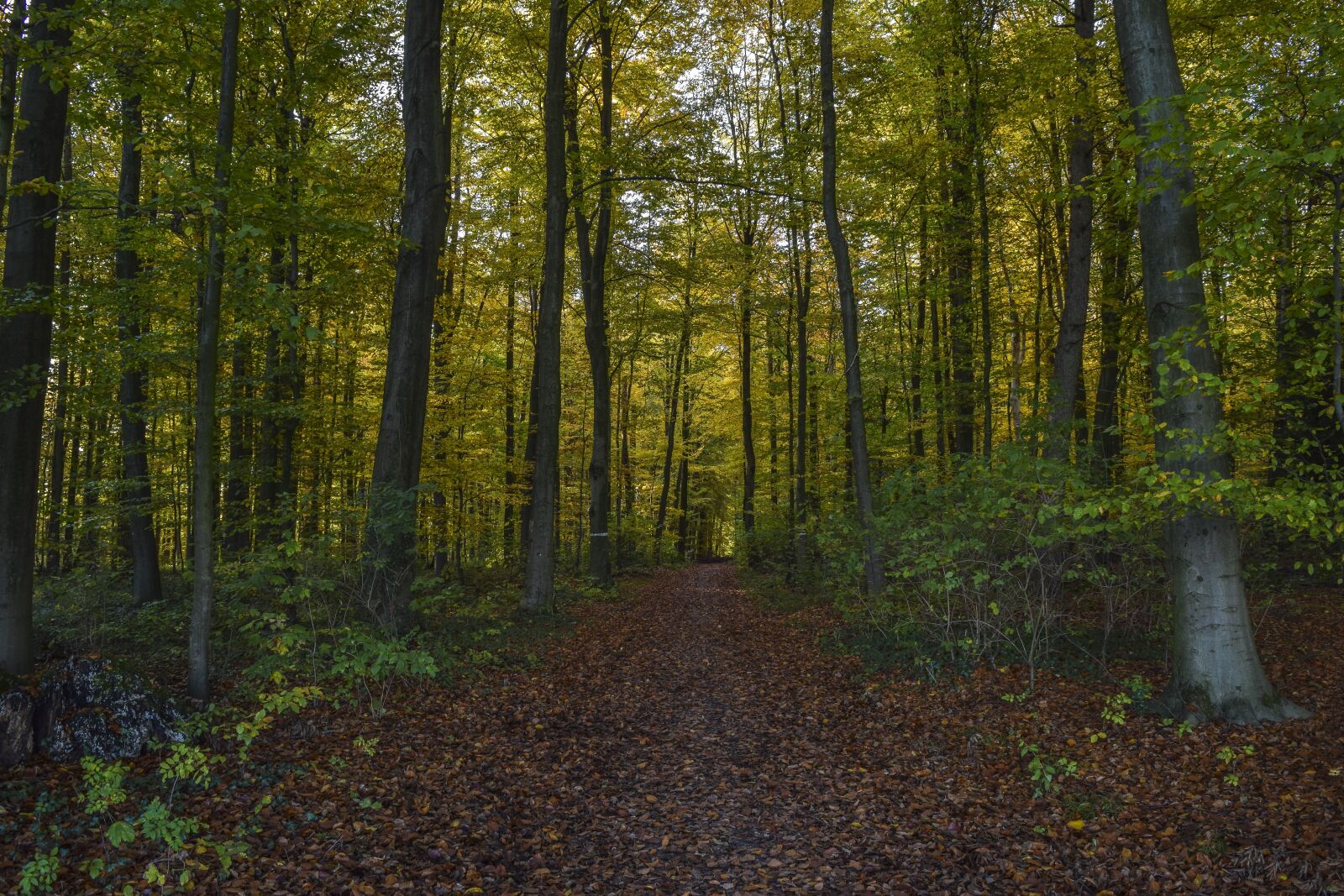 Nikon D3300 sample photo. Forest, nature, autumn photography