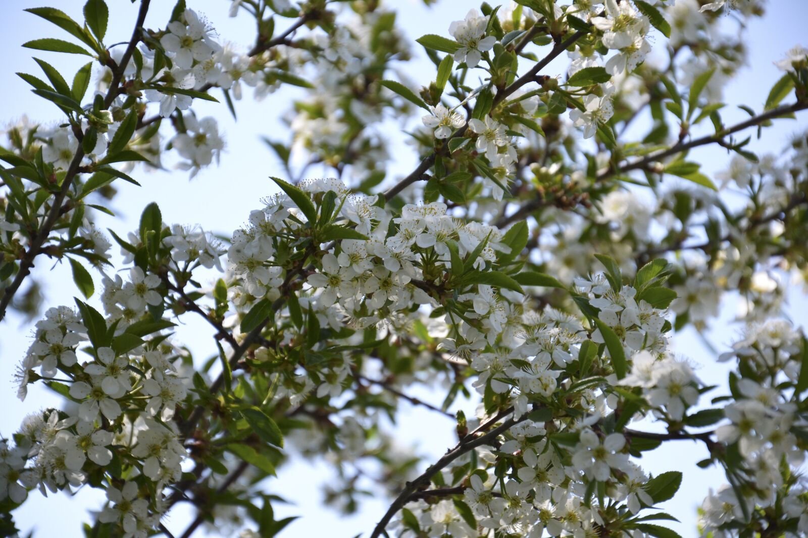 Nikon D3100 sample photo. Cherry blossoms, spring, dacha photography