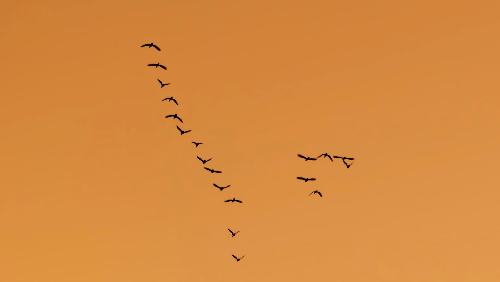 Canon PowerShot SX400 IS sample photo. Birds, migratory, flock photography