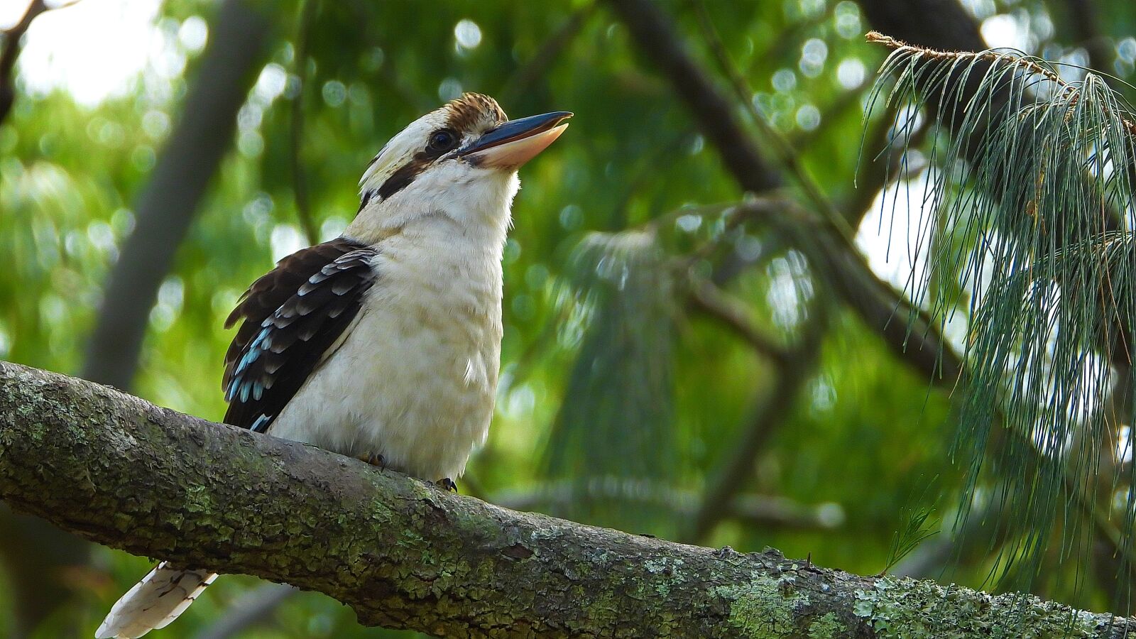 Nikon Coolpix P1000 sample photo. Bird, kookaburra, australia photography