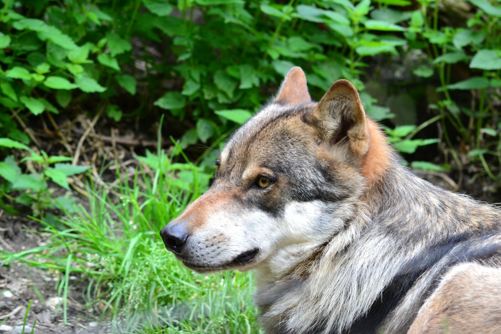 Nikon D3100 sample photo. Wolf, nature, free photography