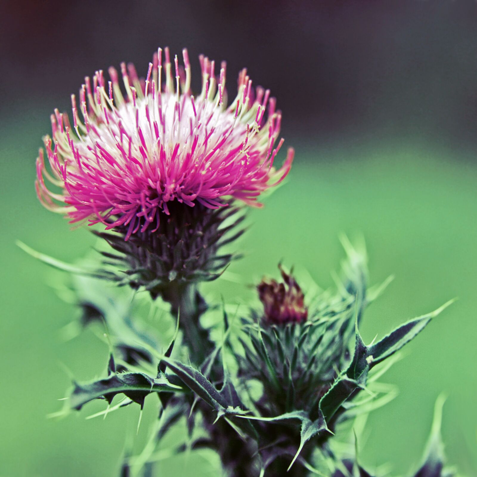 Canon EOS 400D (EOS Digital Rebel XTi / EOS Kiss Digital X) sample photo. Thistle, wildflower, plant photography