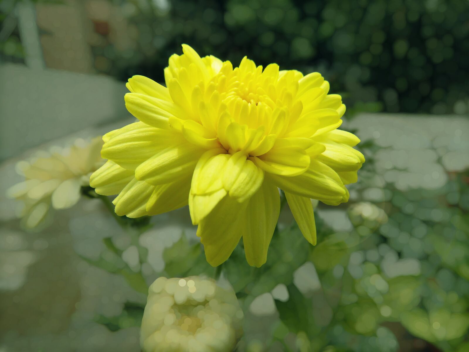 Canon PowerShot SX60 HS sample photo. Radiant yellow, yellow, yellow photography