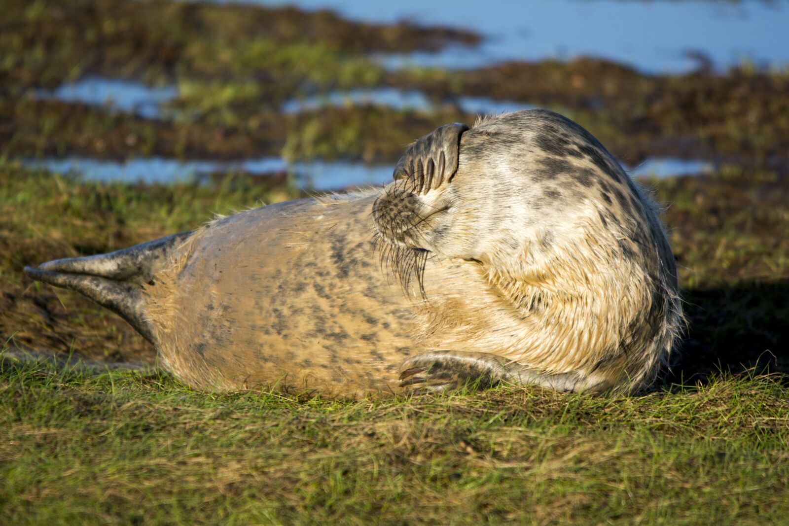 Nikon D5200 sample photo. Seal, mammal, wildlife photography