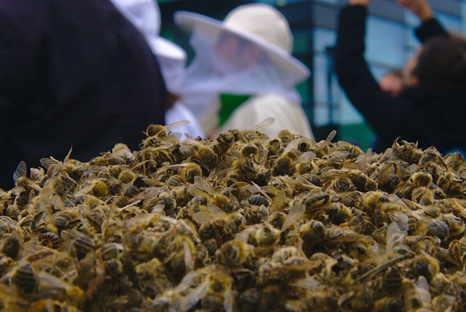 Sony E 16-50mm F3.5-5.6 PZ OSS sample photo. Bees, bee deaths, pesticidal photography