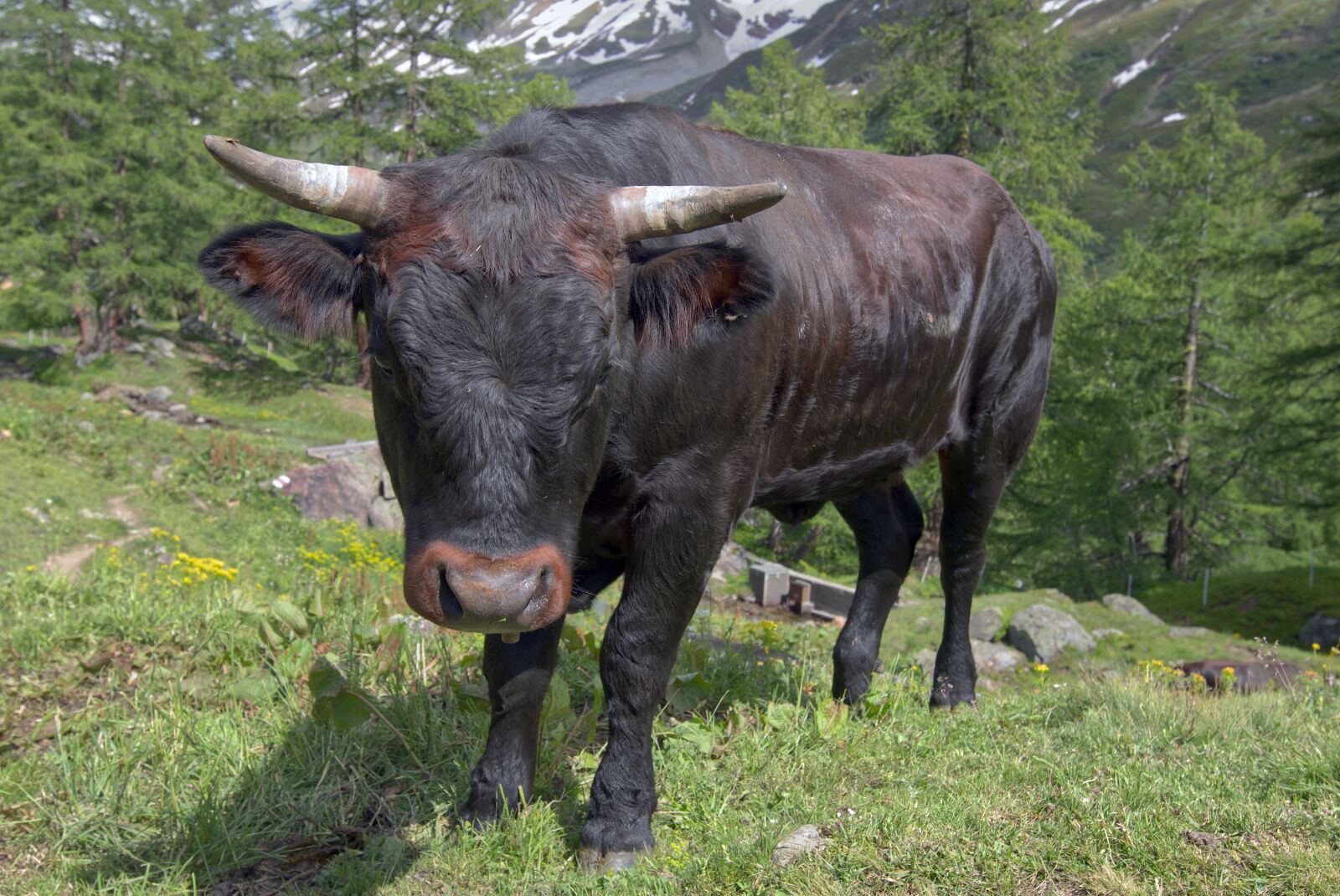 Pentax KP sample photo. Bull, cow, animal photography
