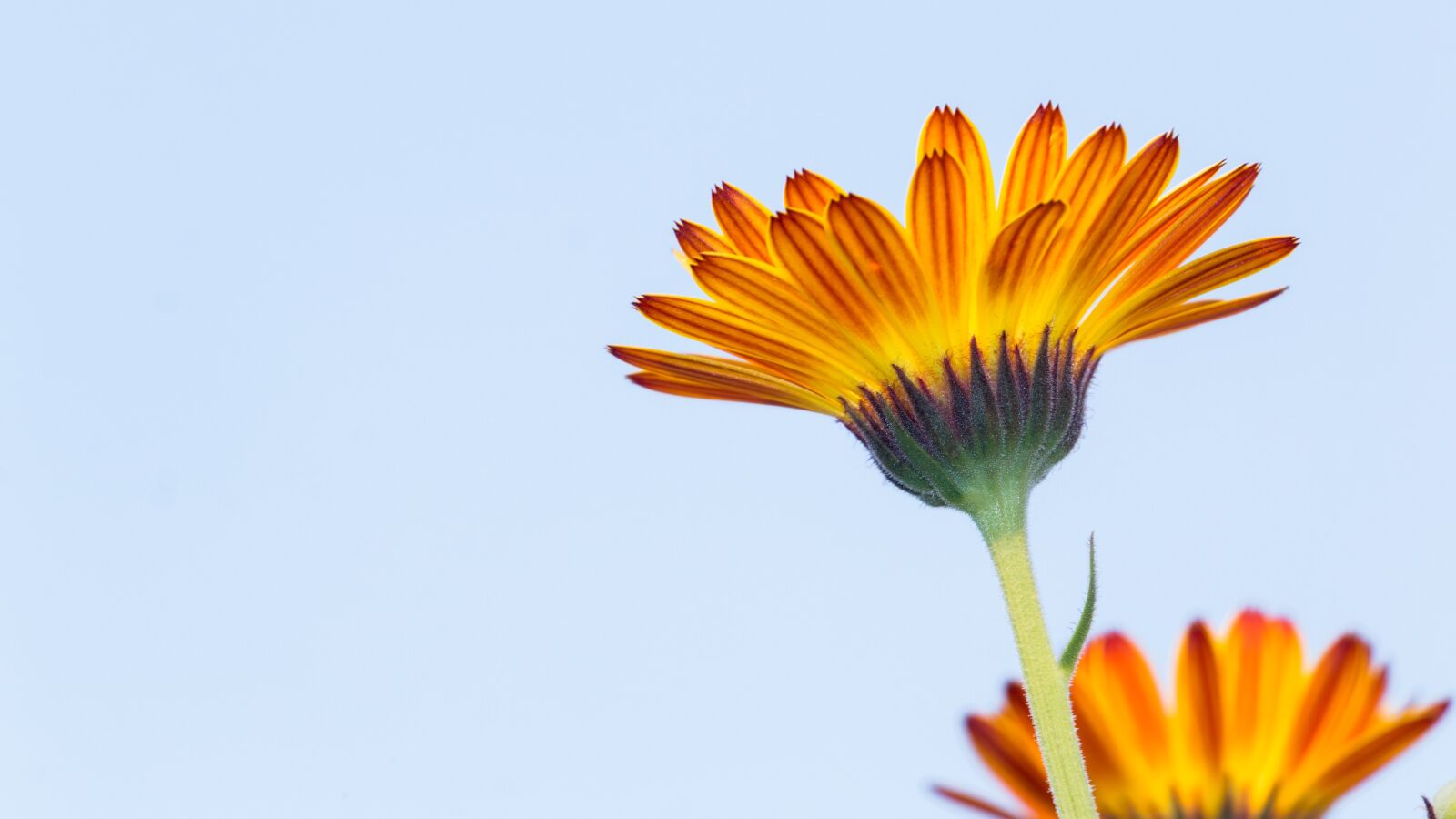 Canon EOS 70D sample photo. Calendula, calendula flower, flowers photography