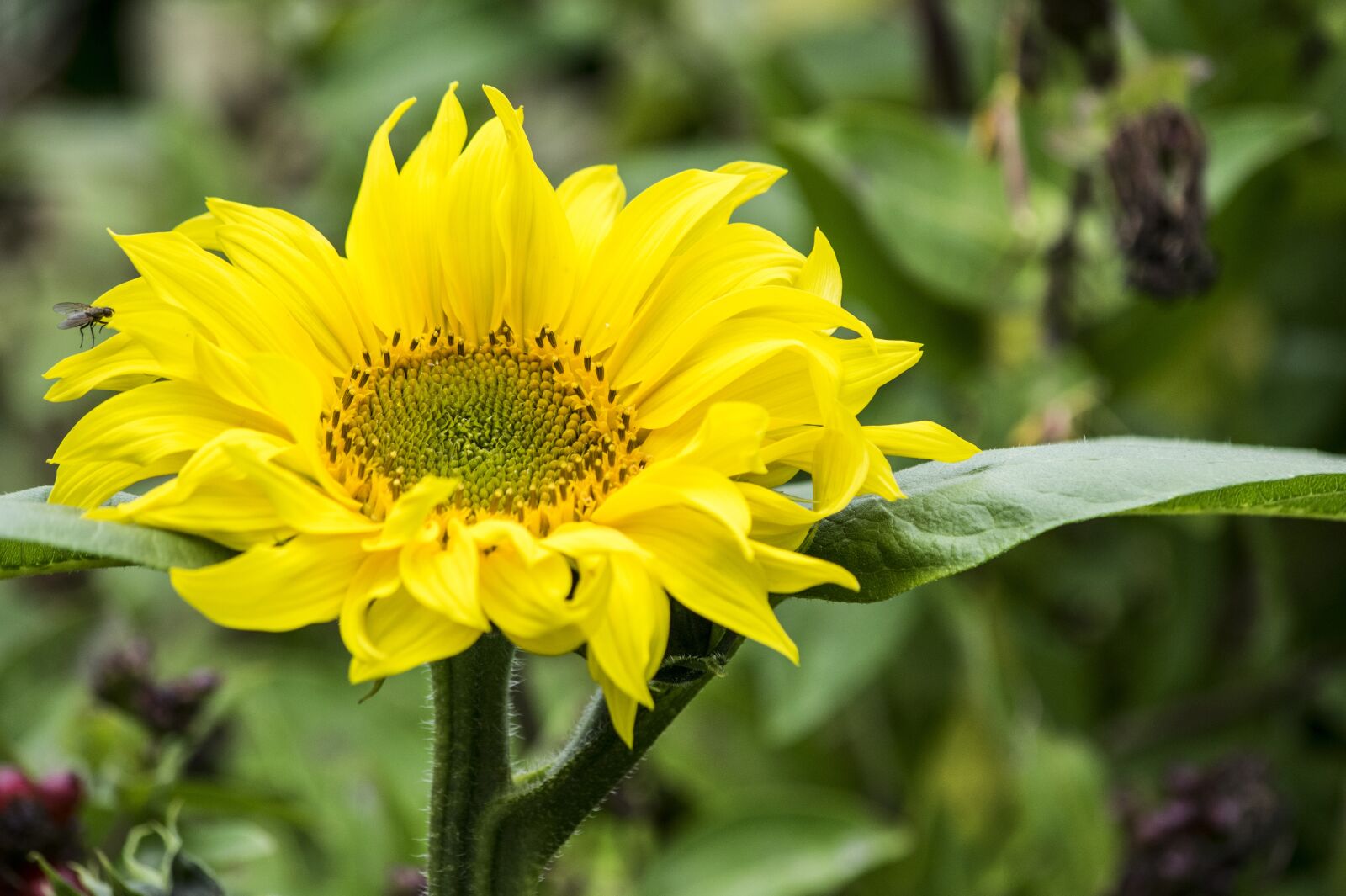 Nikon D3300 sample photo. Sunflower, flower, yellow photography