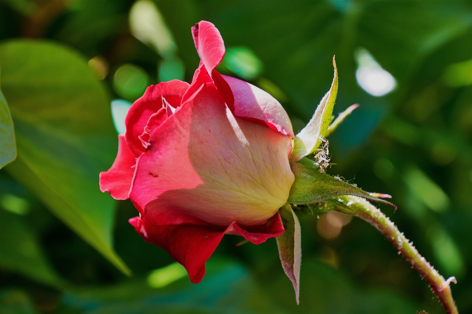 Nikon D7200 sample photo. Rosa, garden, roses photography