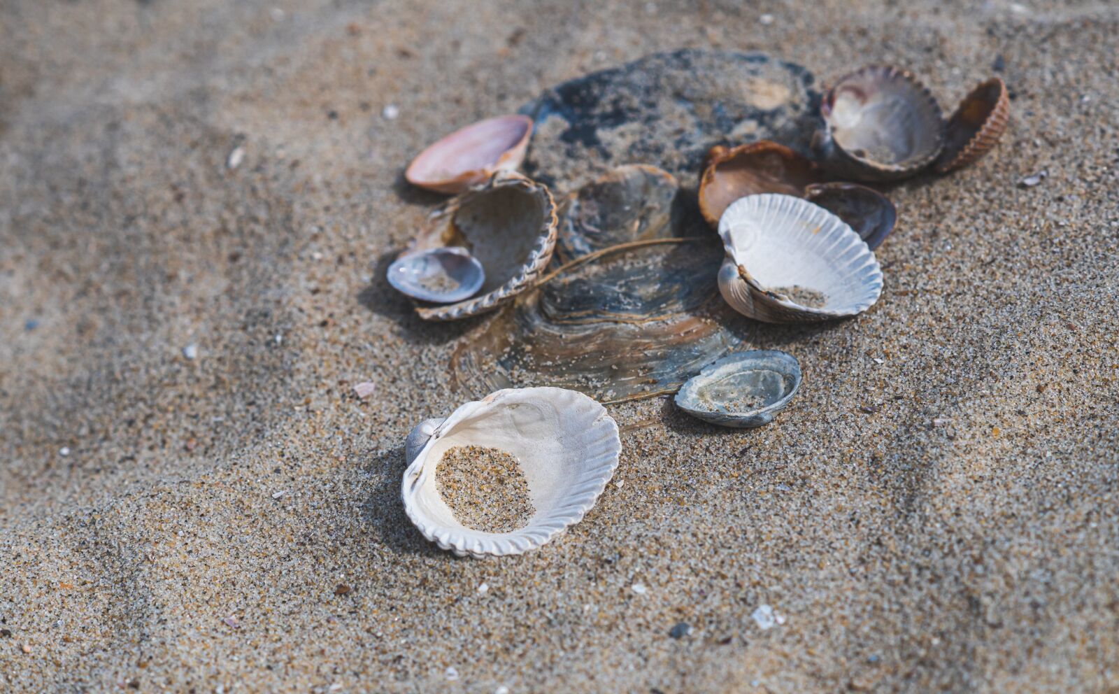 Sony ILCA-77M2 sample photo. Shells, sea, beach photography
