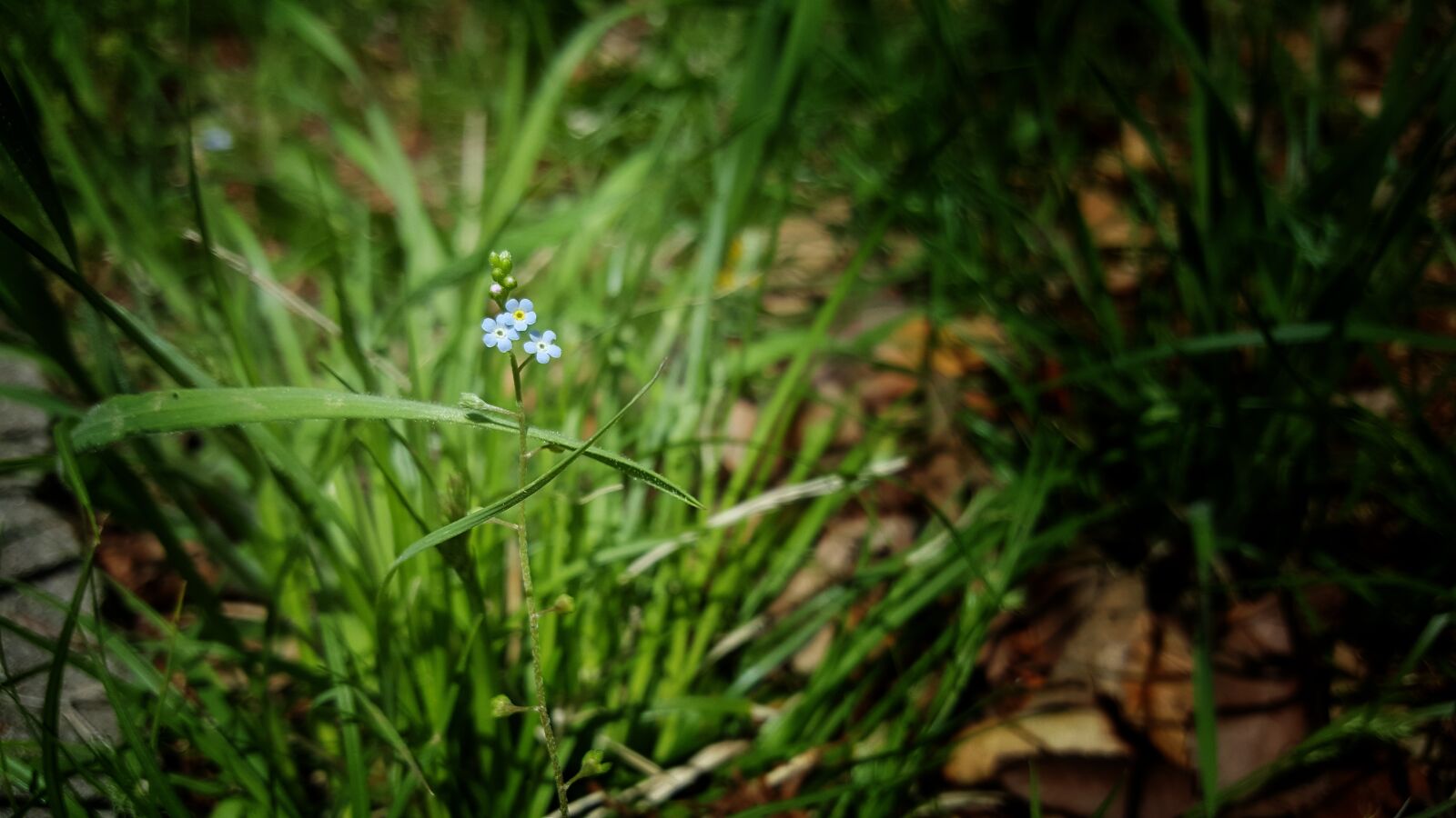 Samsung Galaxy Note5 sample photo. Flower, spring, nature photography
