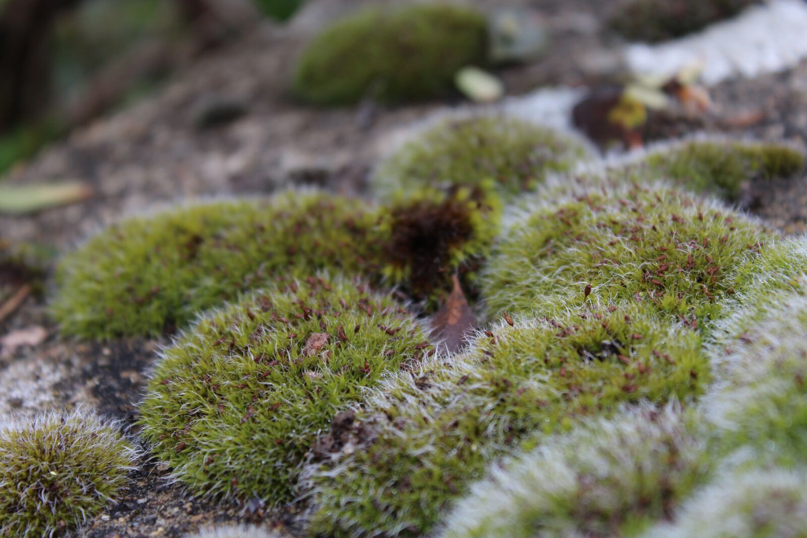 Canon EOS 1200D (EOS Rebel T5 / EOS Kiss X70 / EOS Hi) sample photo. Moss, moss damp, forest photography