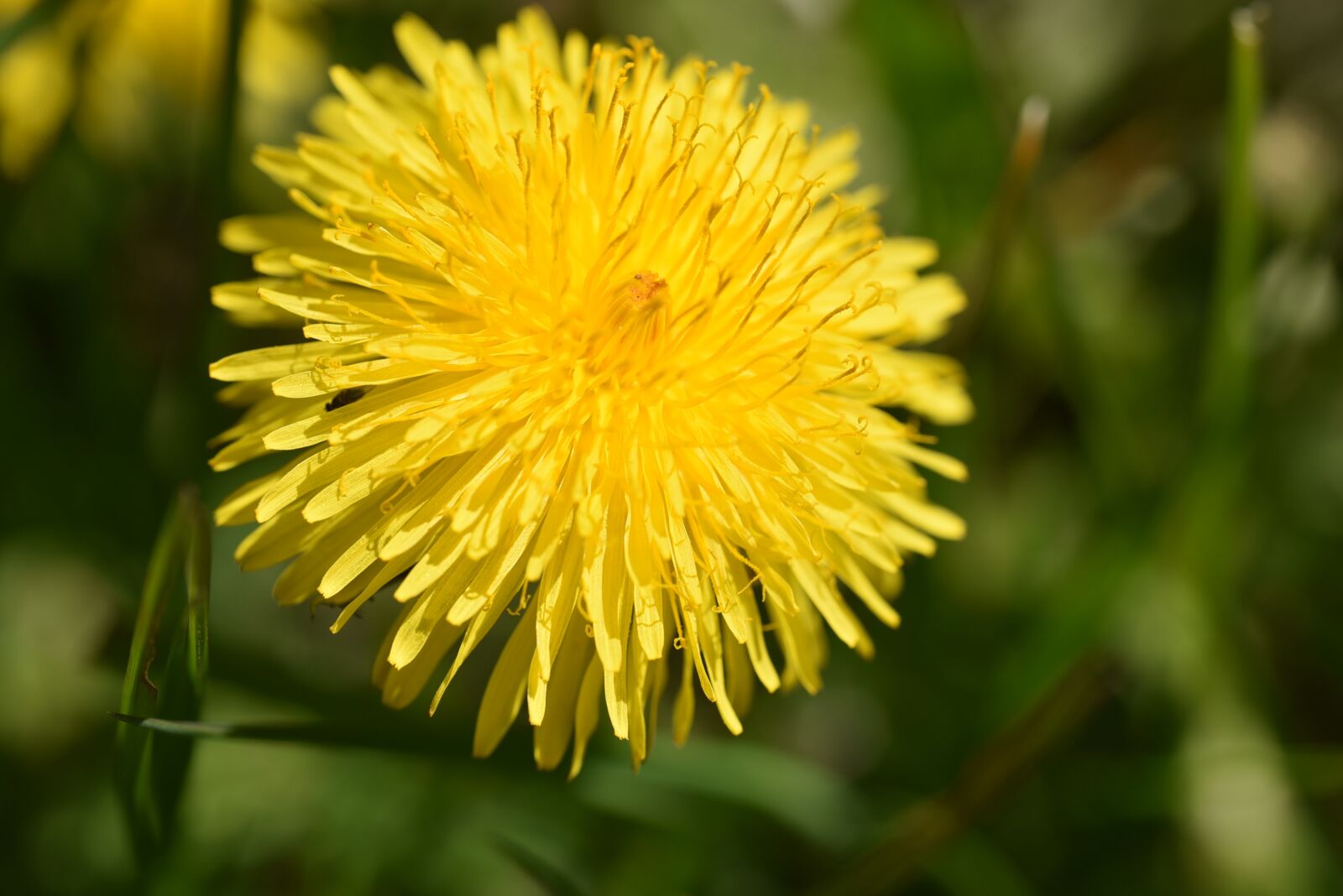 Nikon D750 sample photo. Dandelion, blossom, bloom photography
