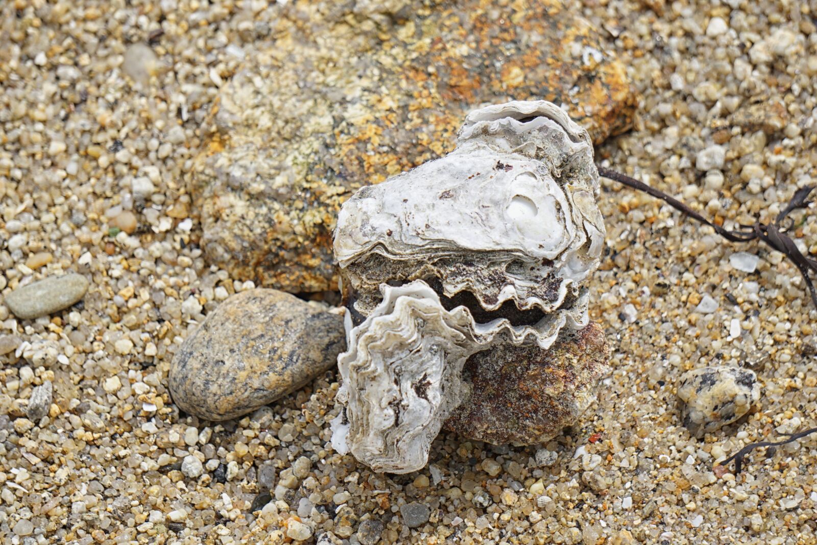 Sony E 55-210mm F4.5-6.3 OSS sample photo. Oyster, shell, sea photography