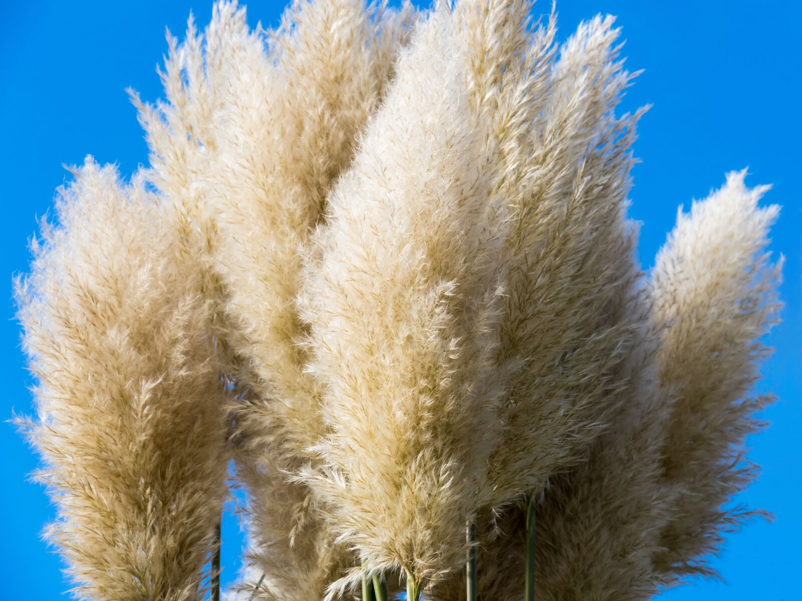 Canon PowerShot G3 X sample photo. Grasses, selloana, ornamental plant photography