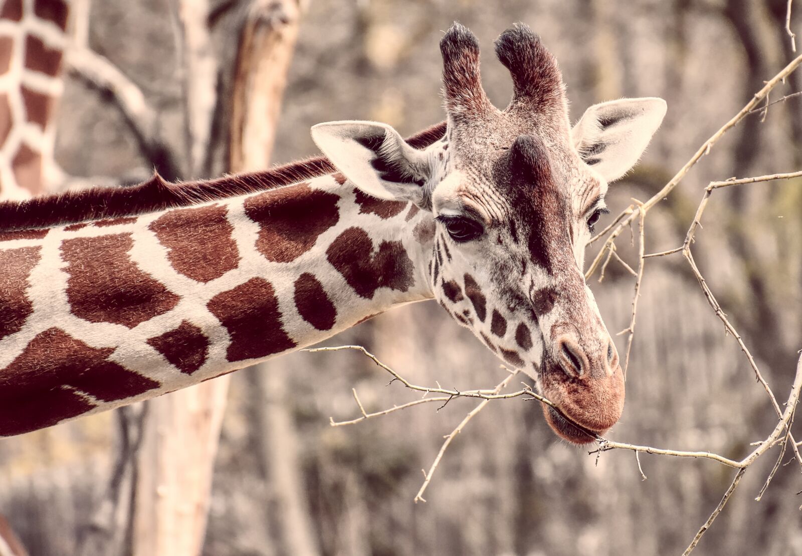 Nikon D7200 sample photo. Giraffe, zoo, animal photography