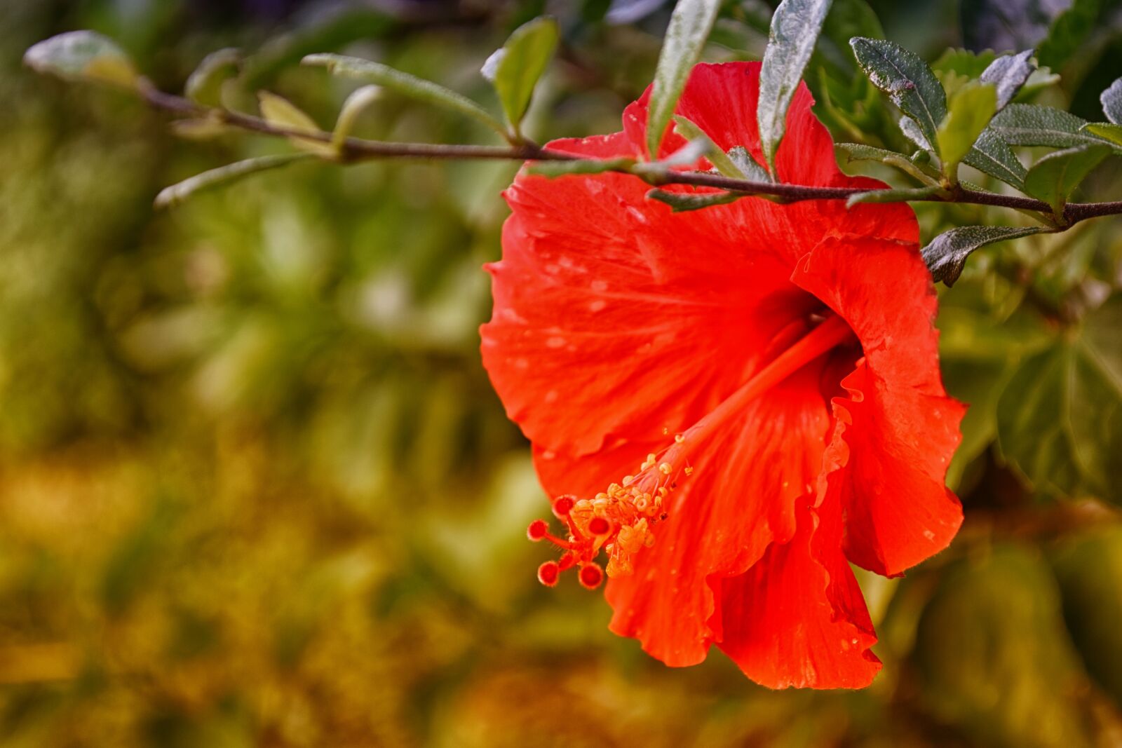 Nikon D5500 sample photo. Hibiscus, red, flower photography