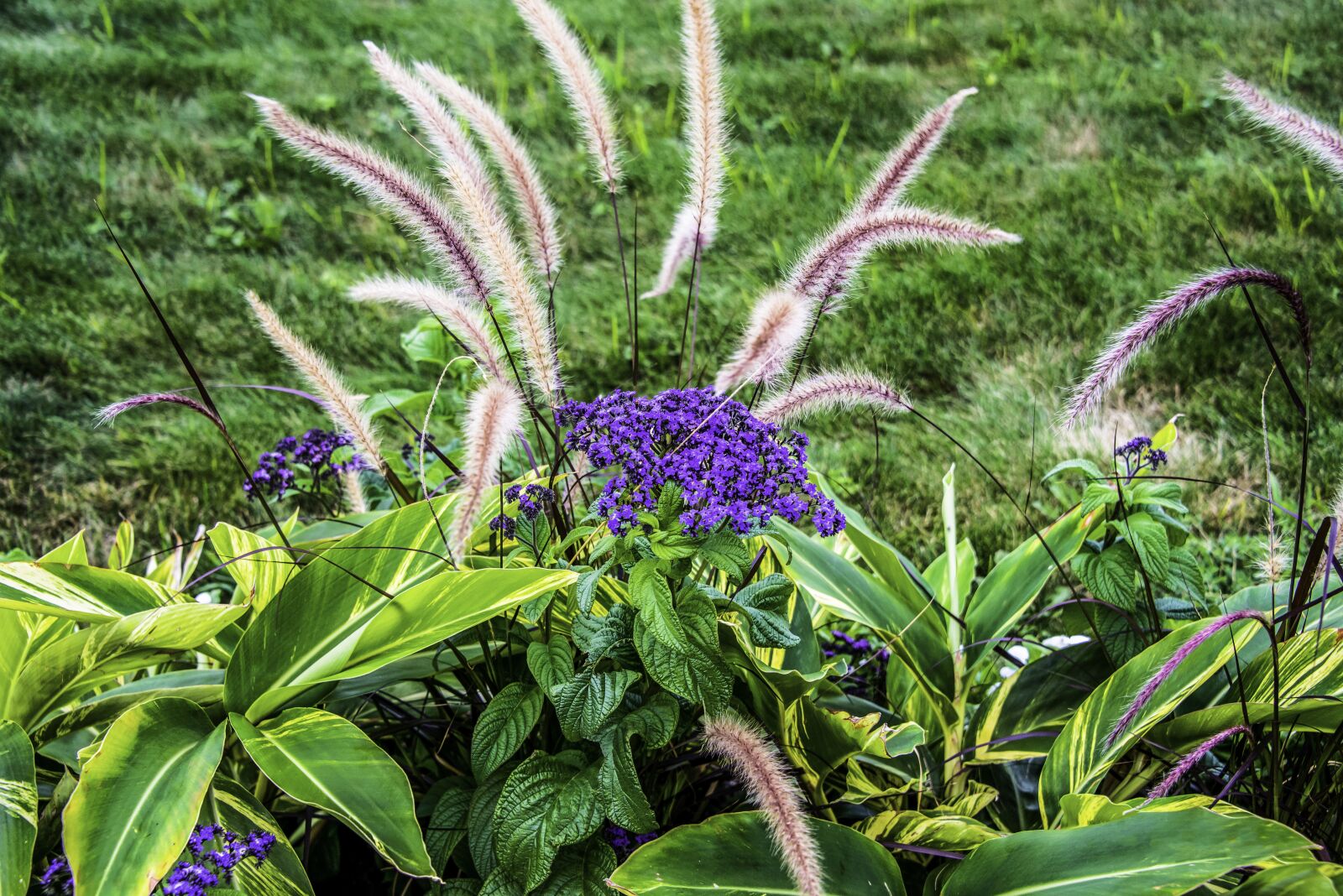 Nikon D800 sample photo. Flowers, garden, green photography