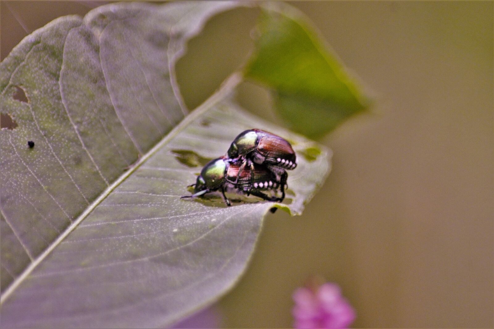 Nikon D7100 sample photo. Beetles, two mating, on photography